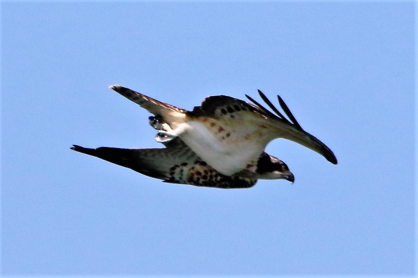 Osprey with prey 216