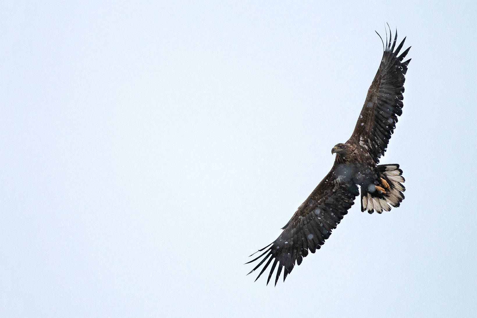 Aquila di mare