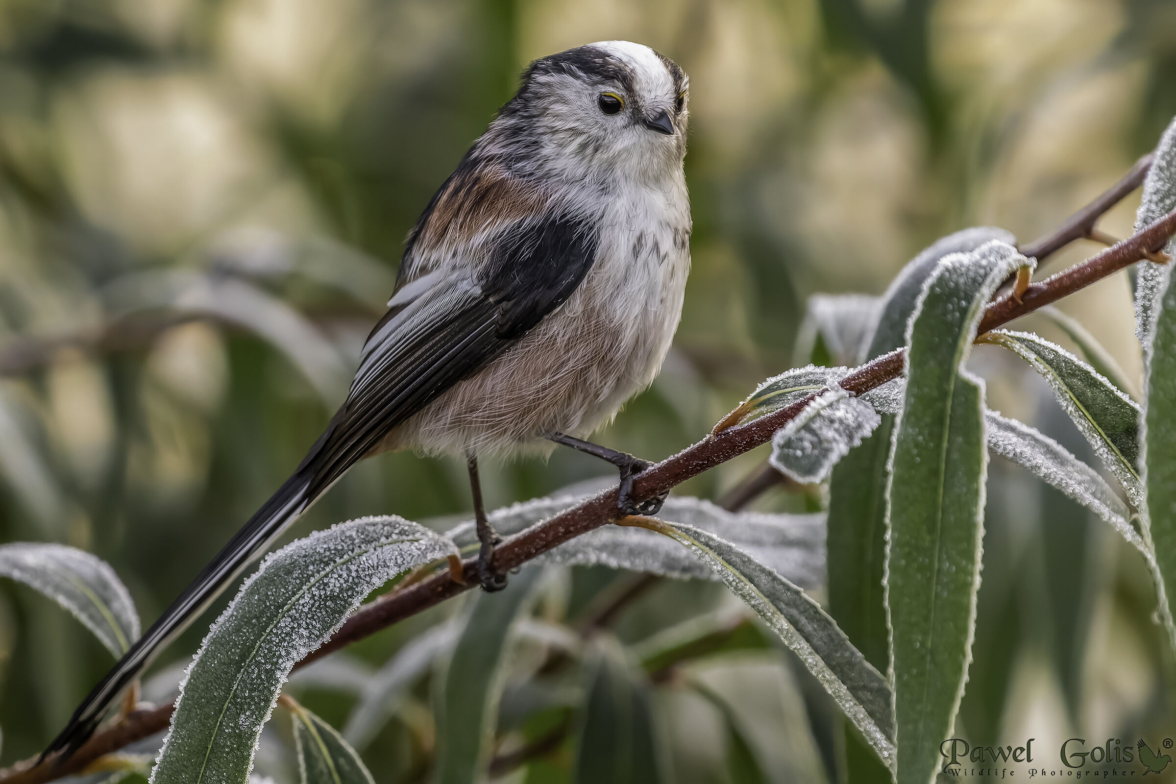 Bushtit dalla coda lunga (Aegithalos caudatus)