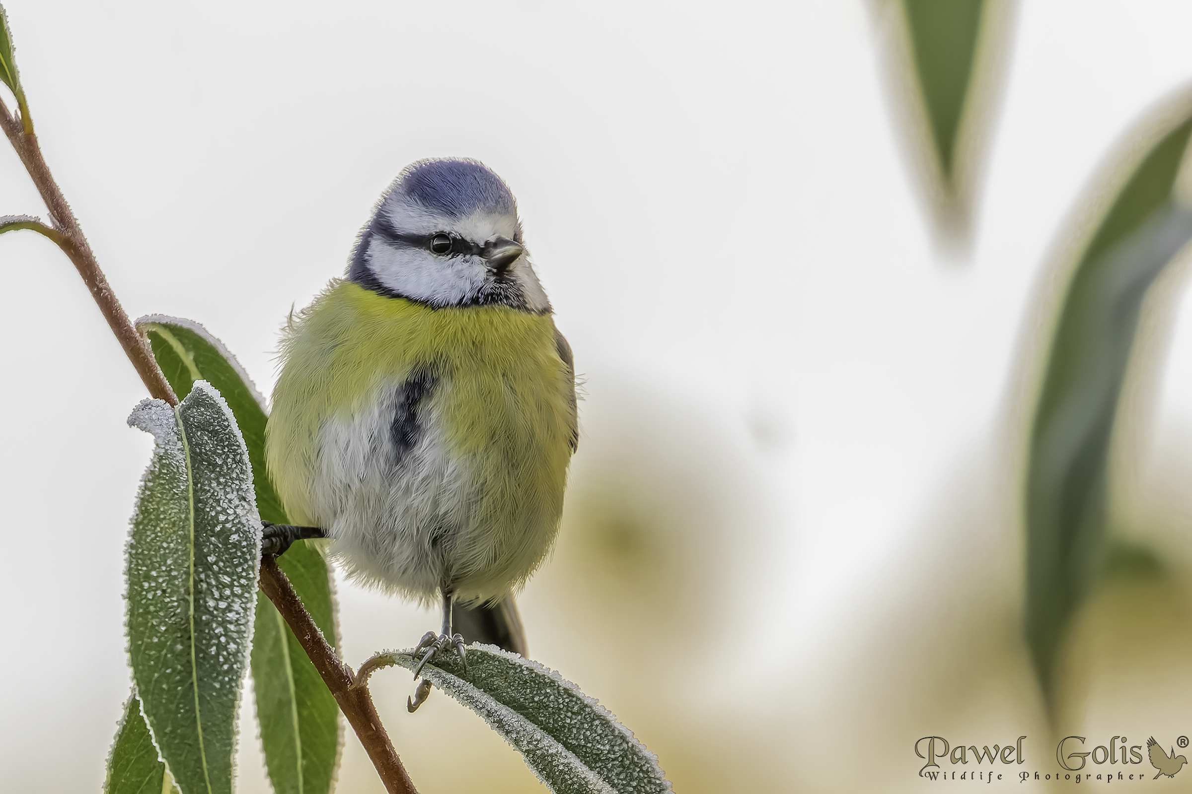 Cinciallegra eurasiatica (Cyanistes caeruleus)