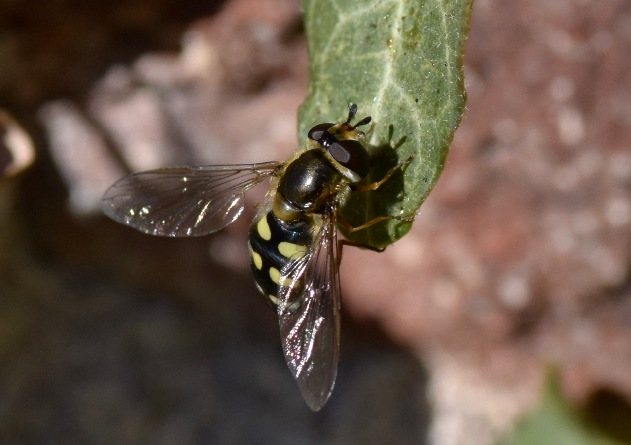 Mosca strana