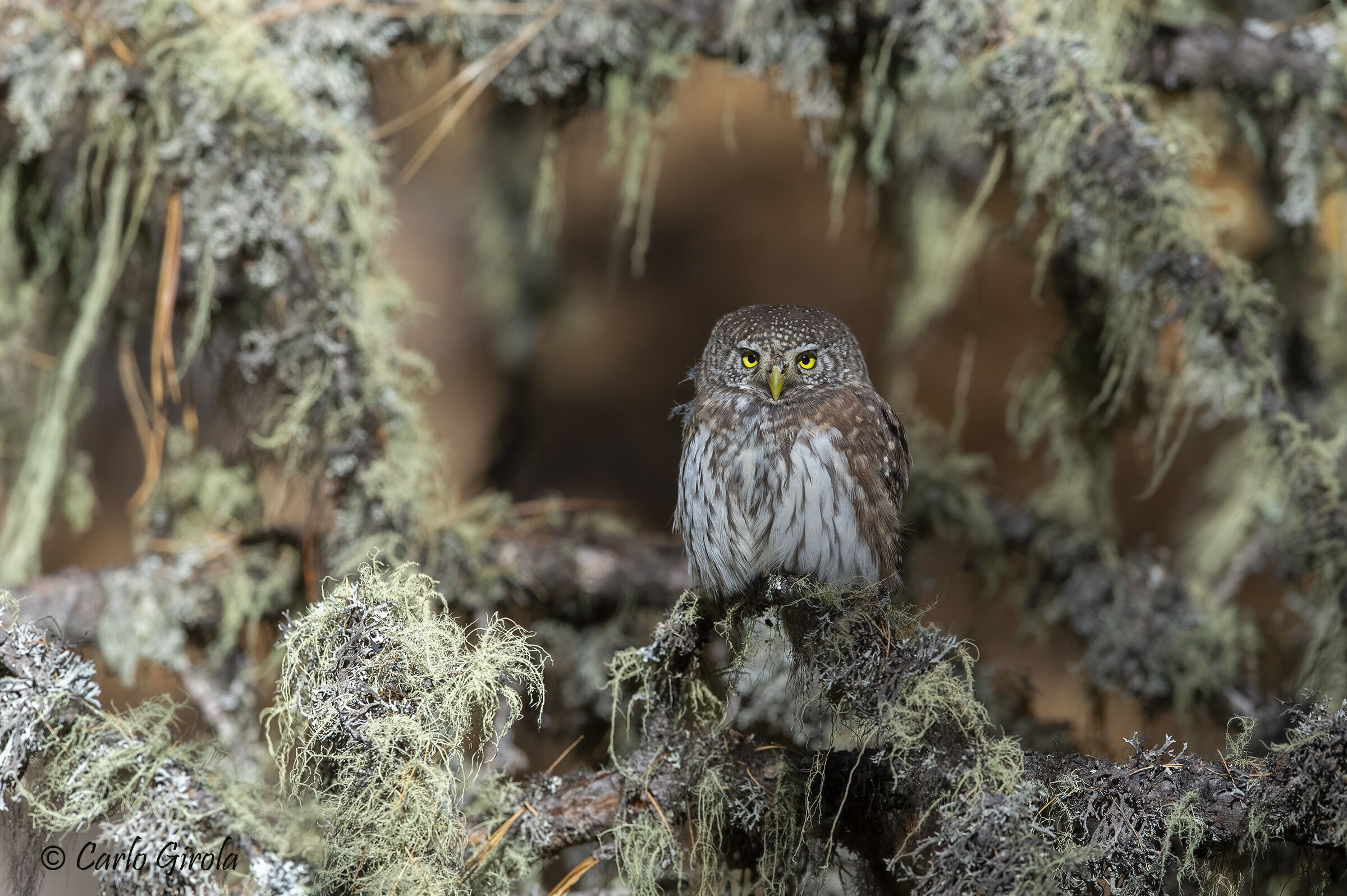 Dwarf owl (Glaucidium passerinum)