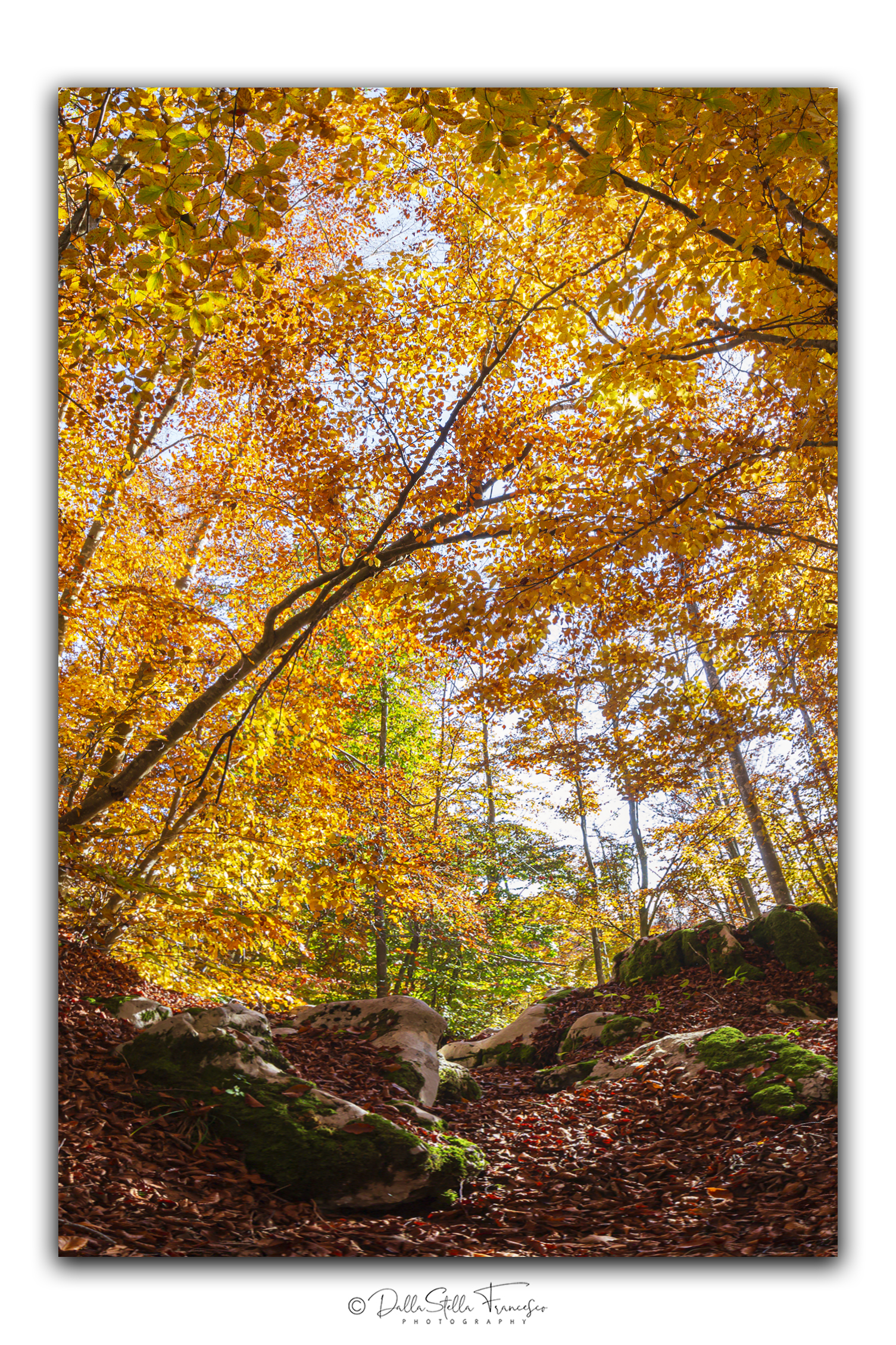Foliage in the plateau