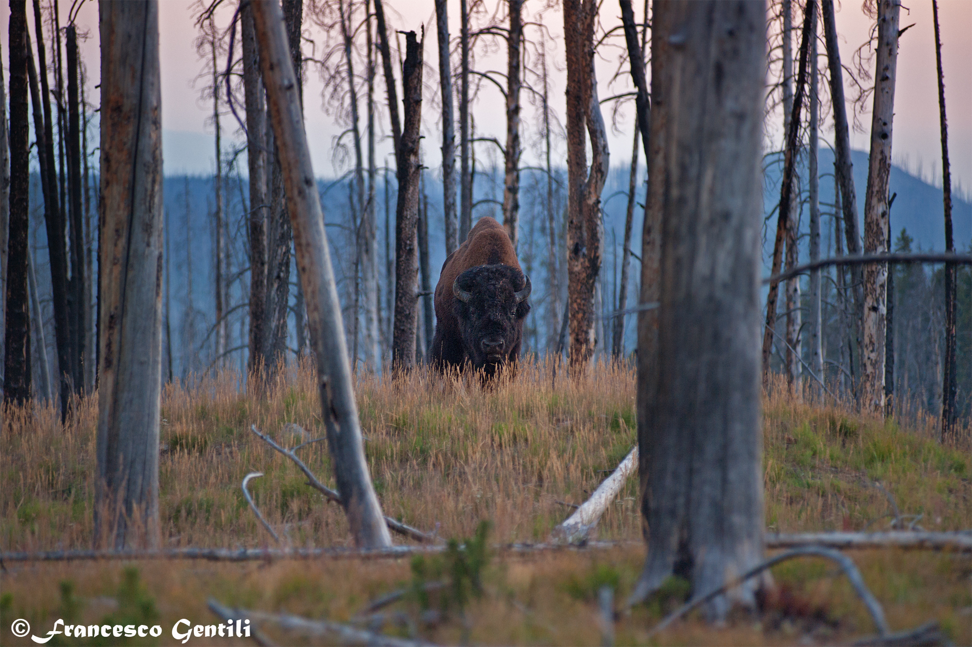 Bisonte al tramonto , Yellowstone