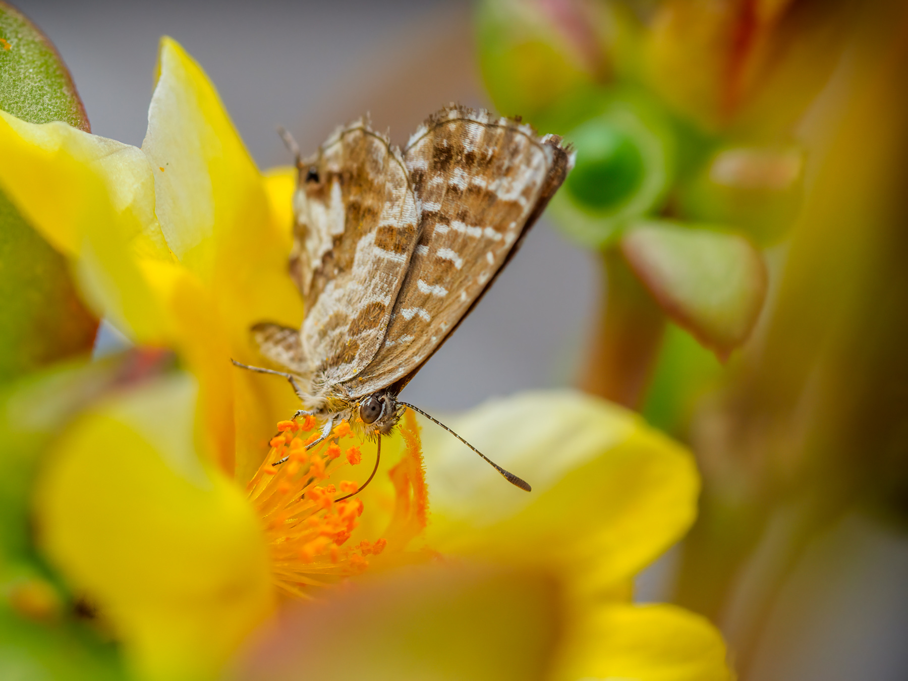 Farfallina and Portulaca 2