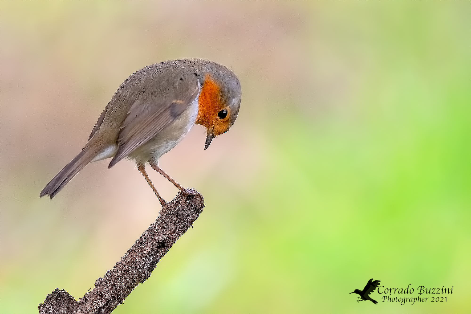 The bow of the robin