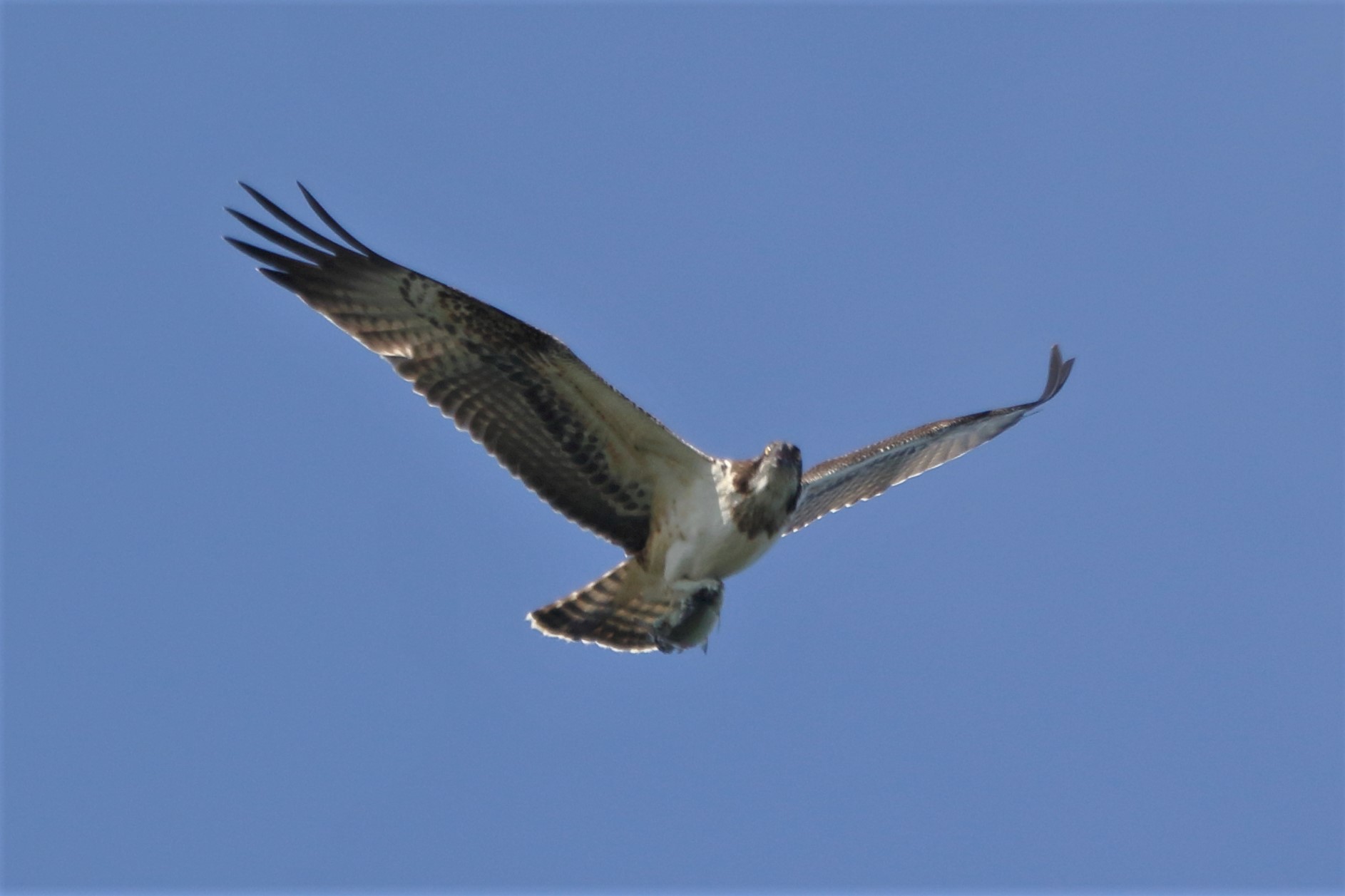 Osprey with prey 241