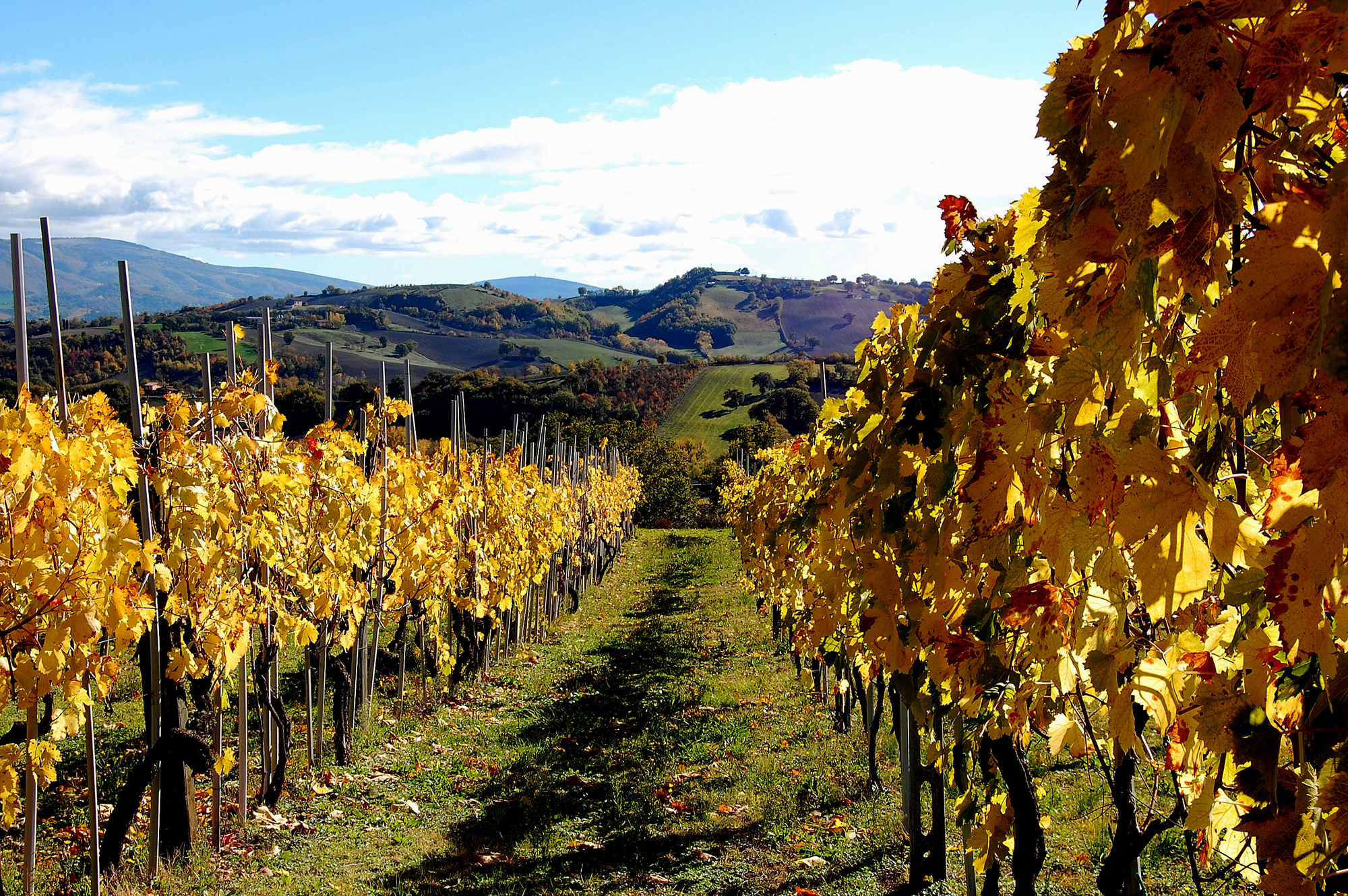 Marche hills: autumn and the vineyard
