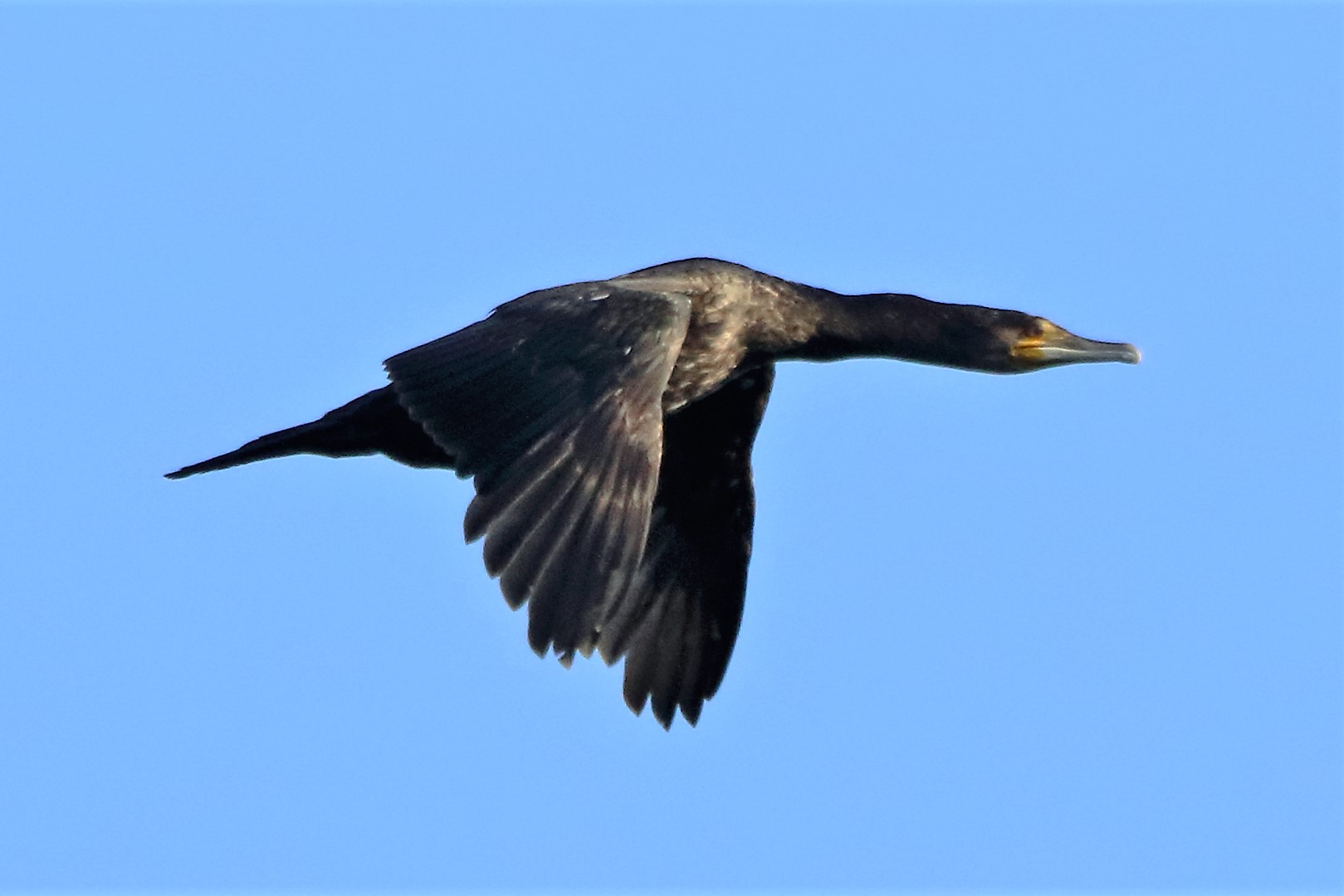 cormorant