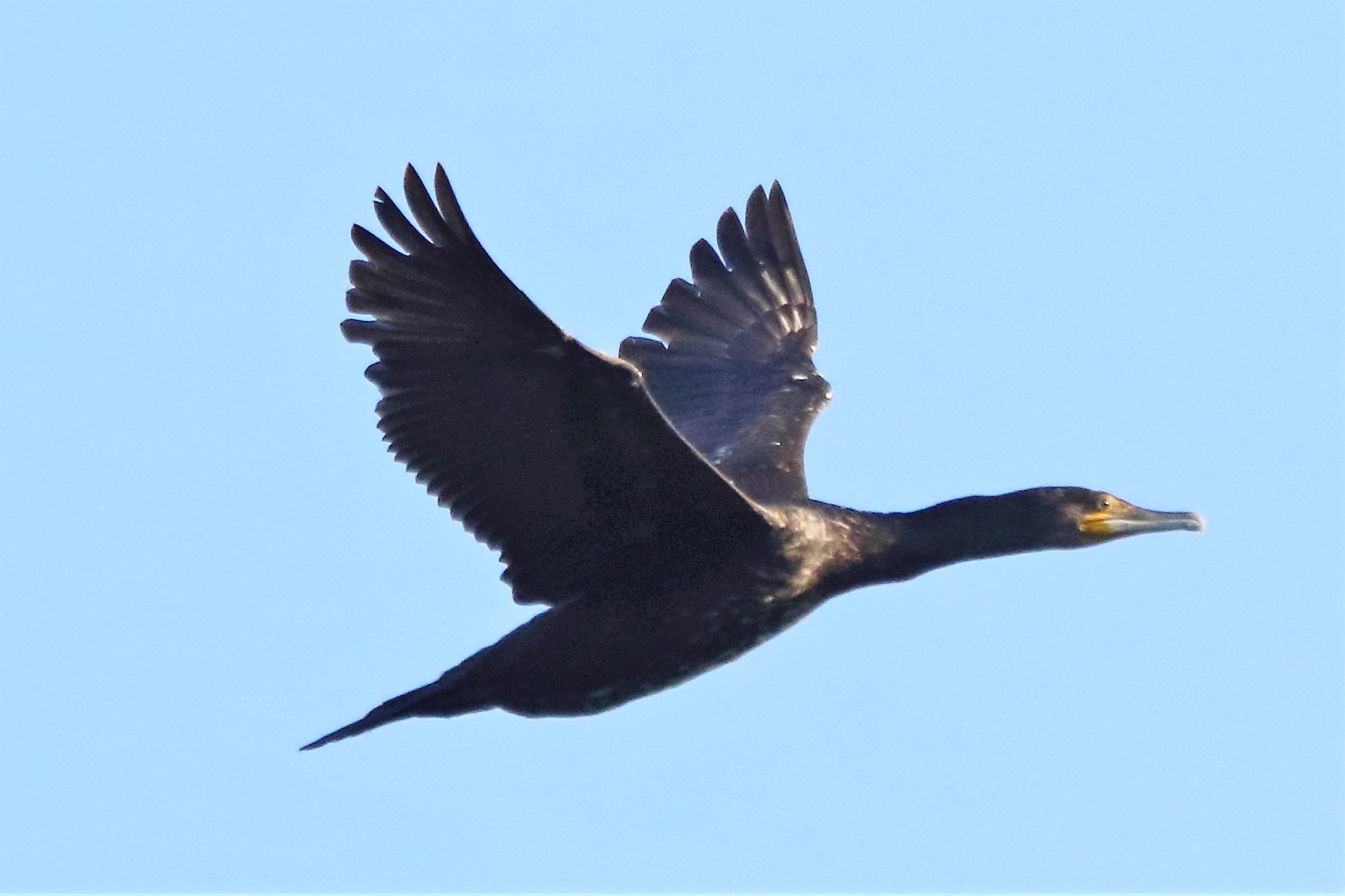 cormorant