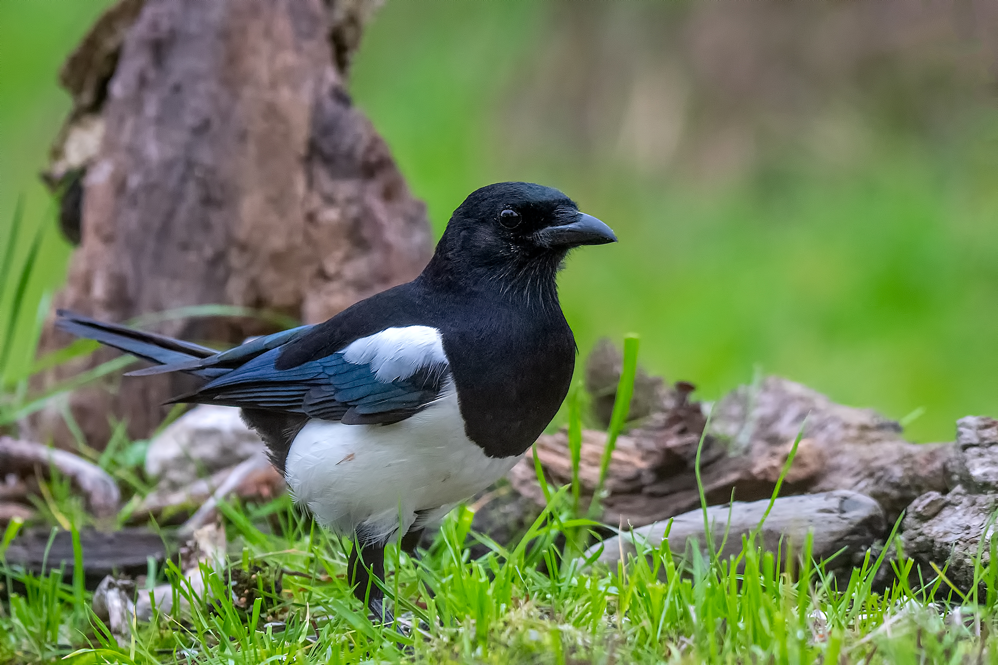 Magpie thief