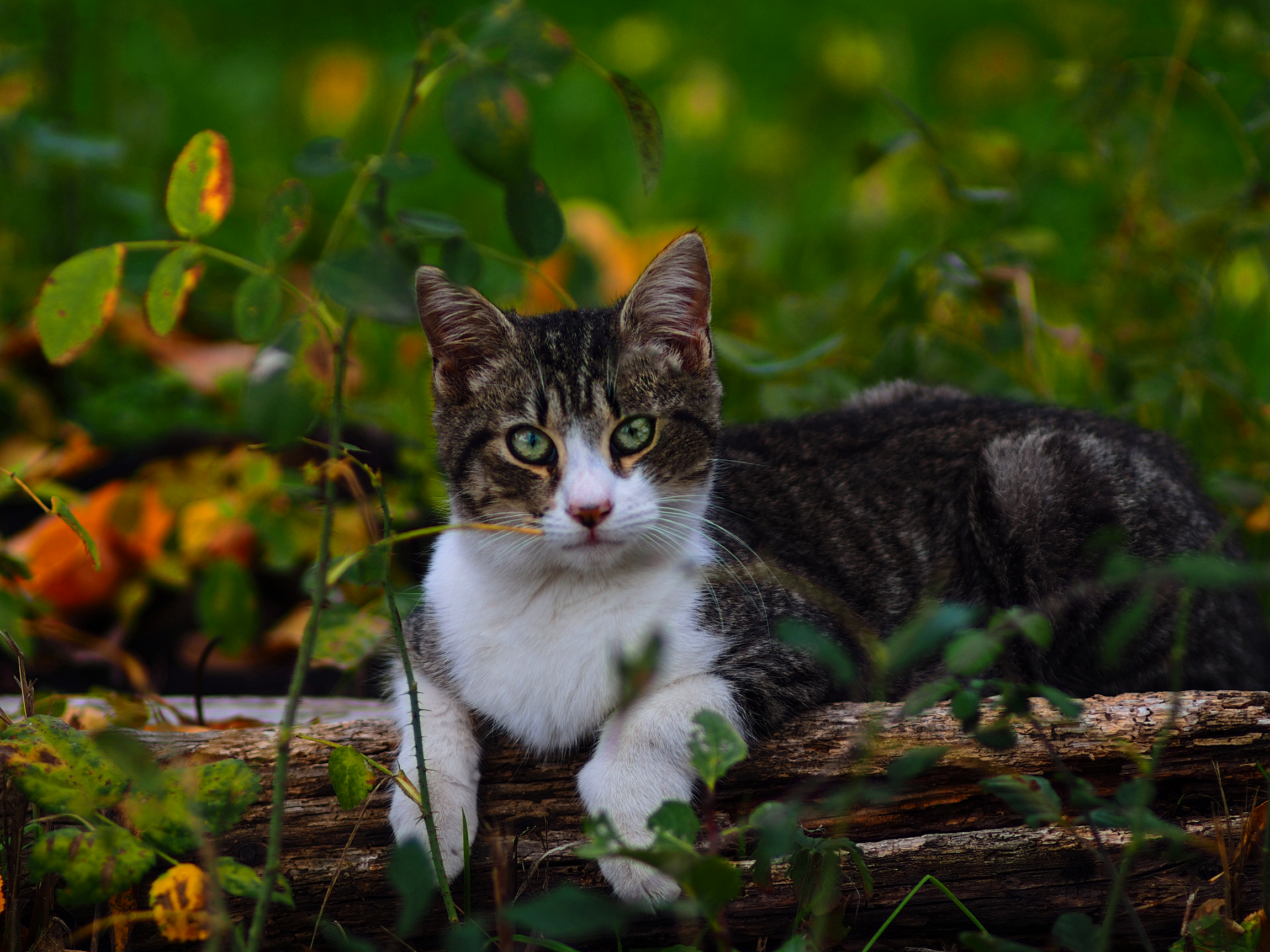 Mozart e l'autunno...