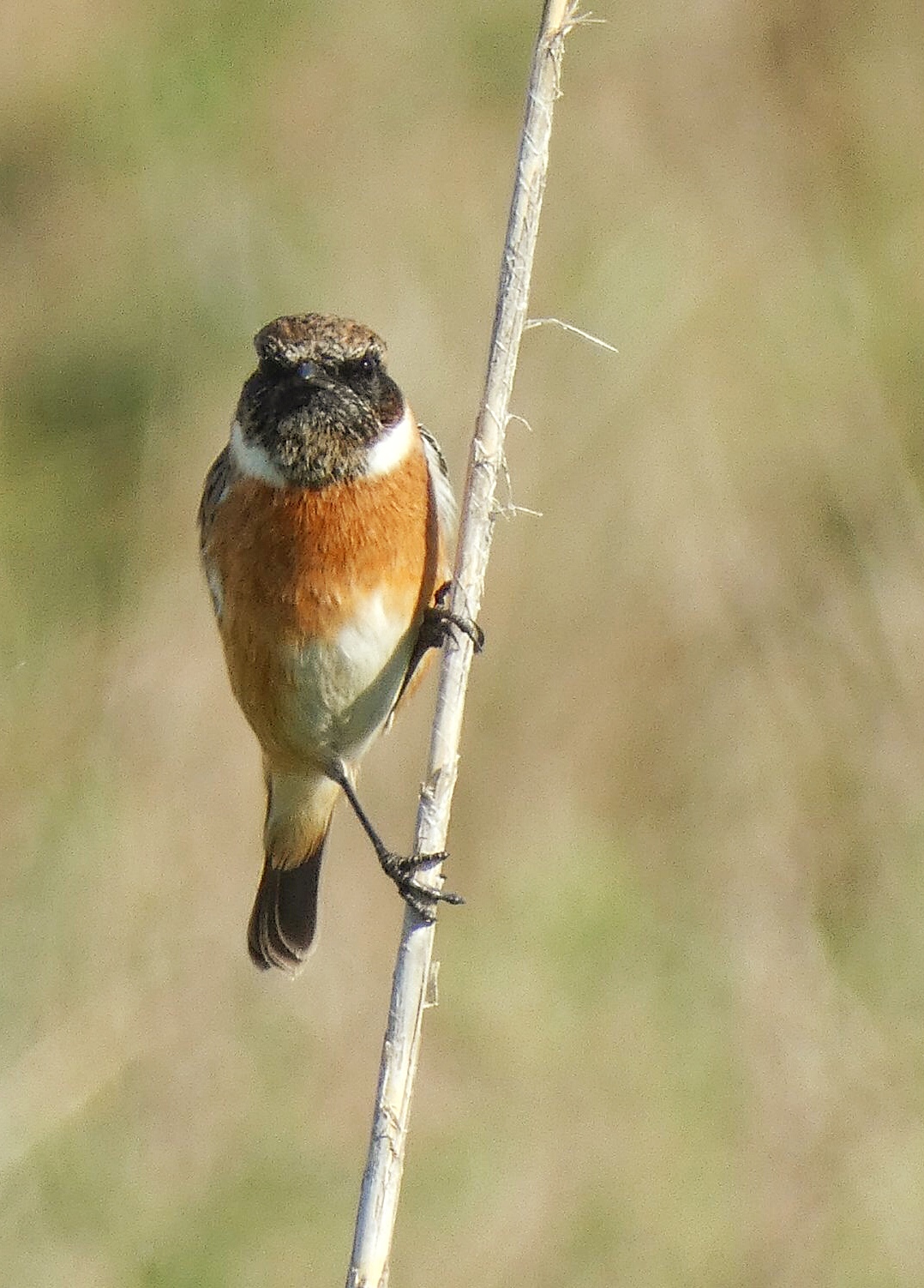 Male saltimpalo (Saxicola torquatus); Cagliari, 7 no