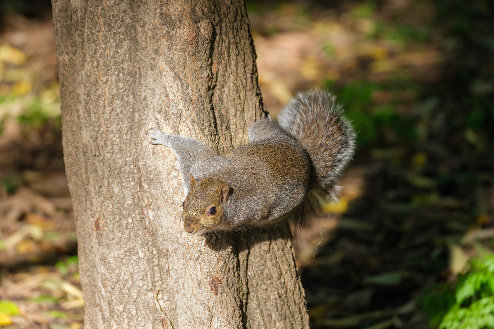 scoiattolo in aguato