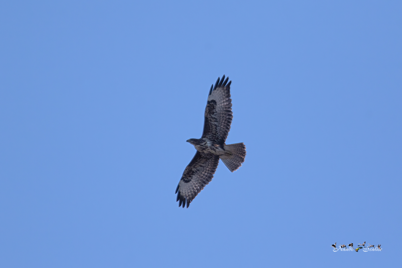 buzzard