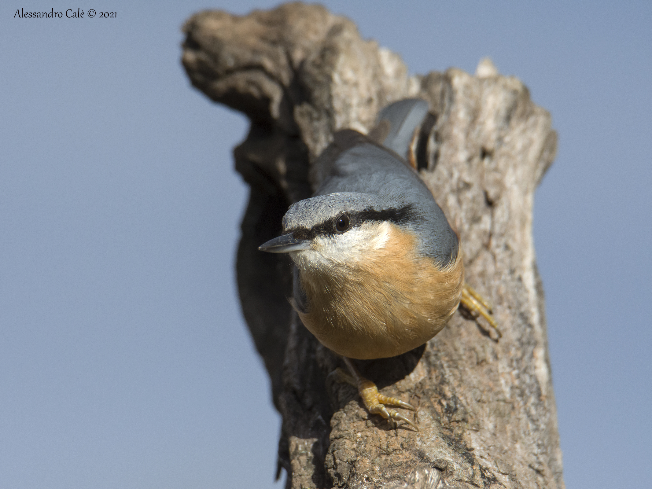 Sitta europea (Picchio muratore) 9715
