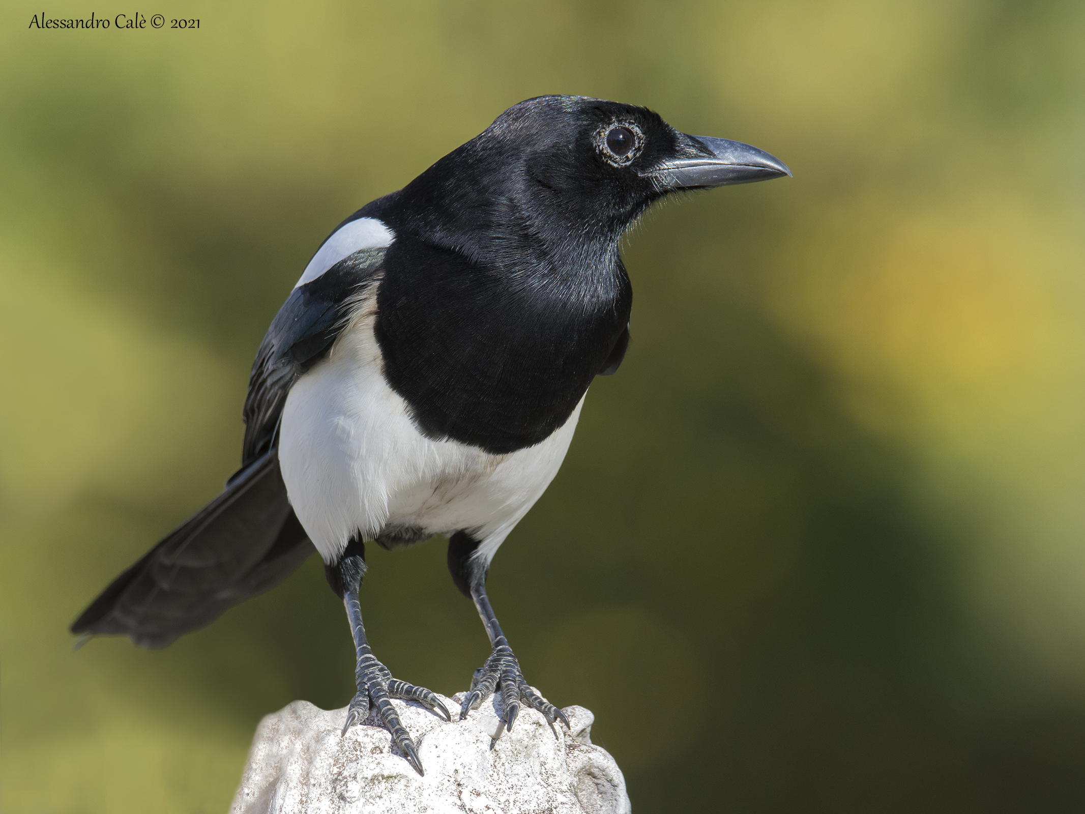 Pica pica (Gazza) 9809