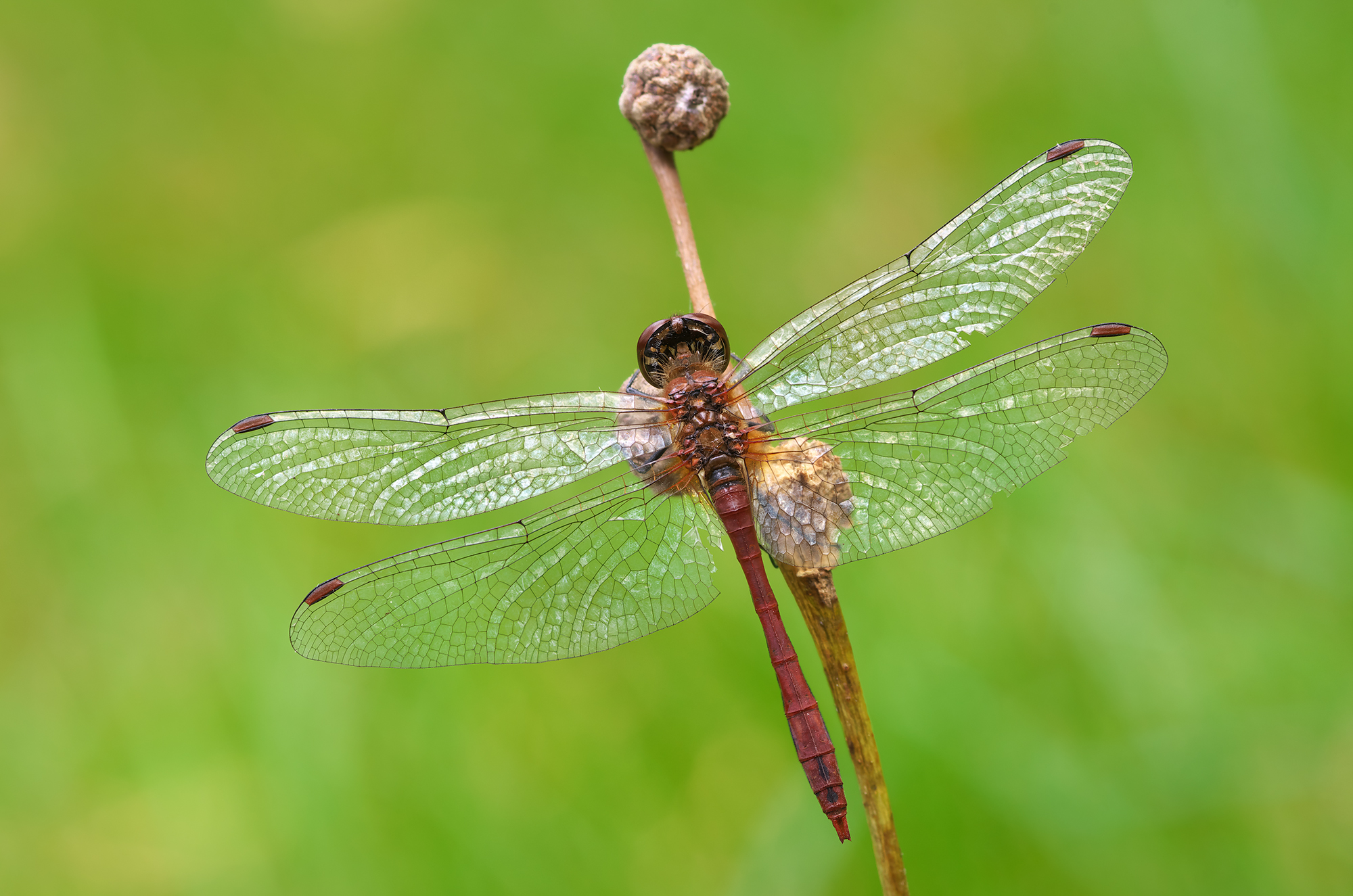 Sympetrum