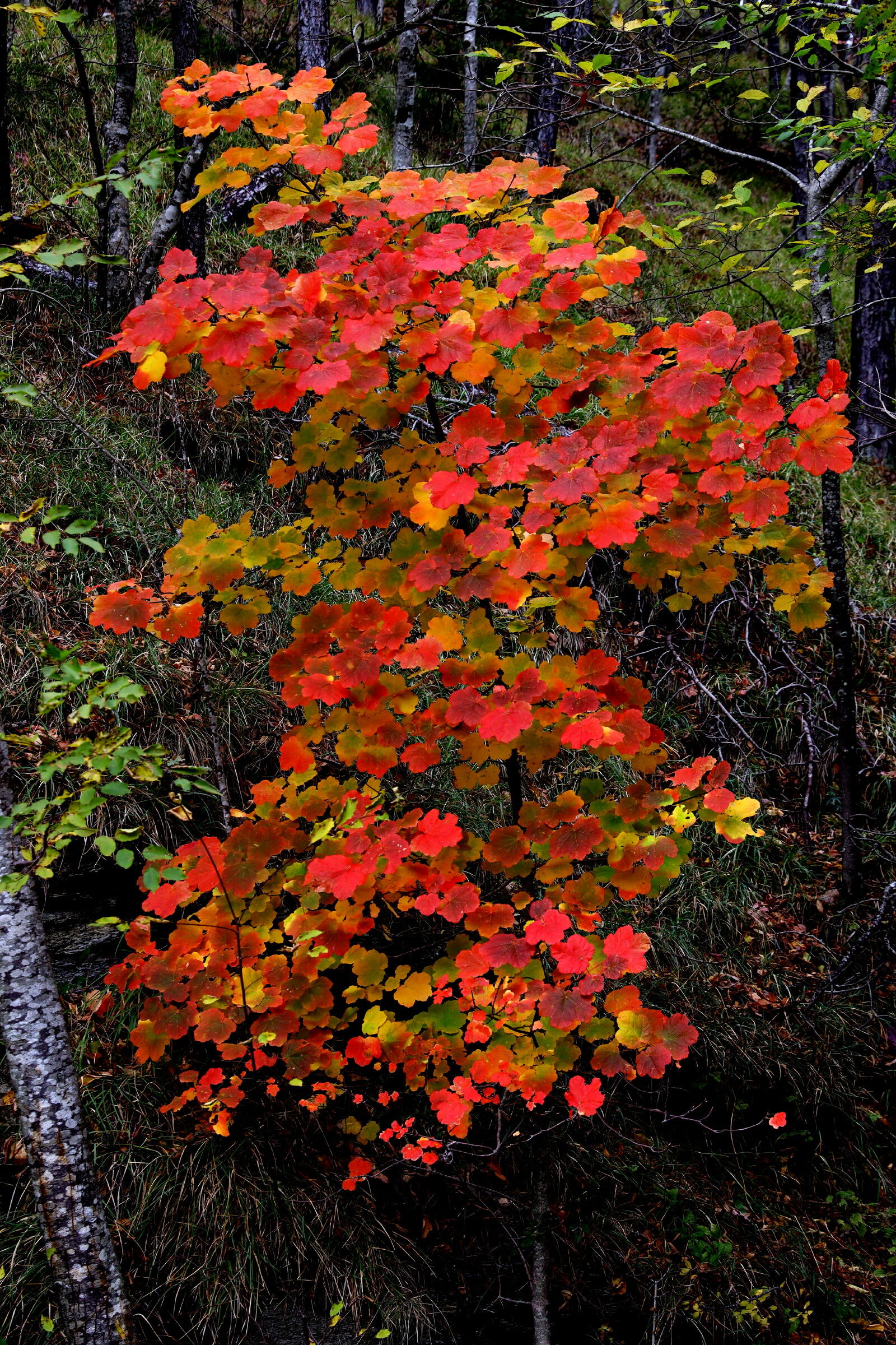 Alberello d' Autunno