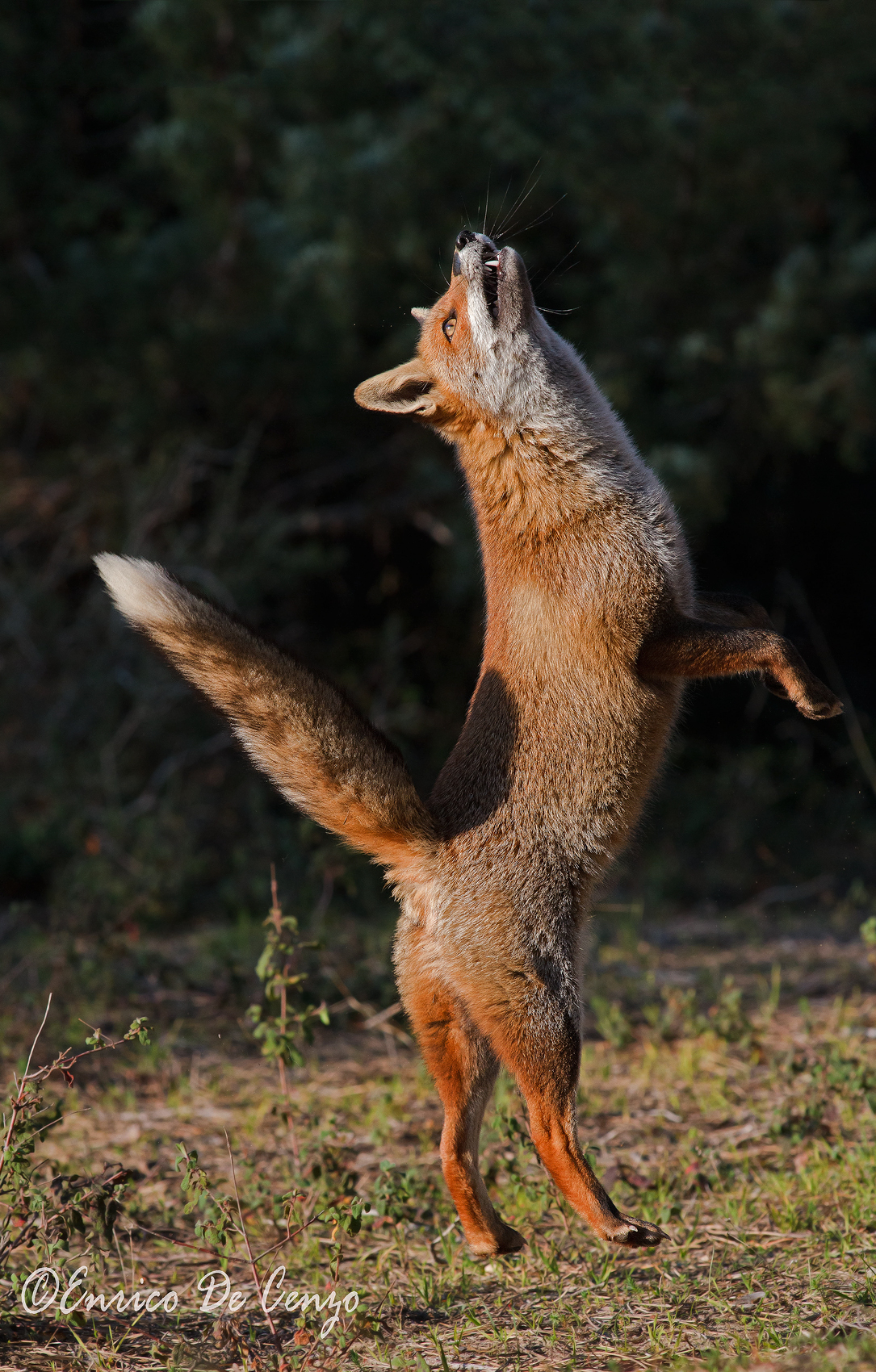 Dances.with fox