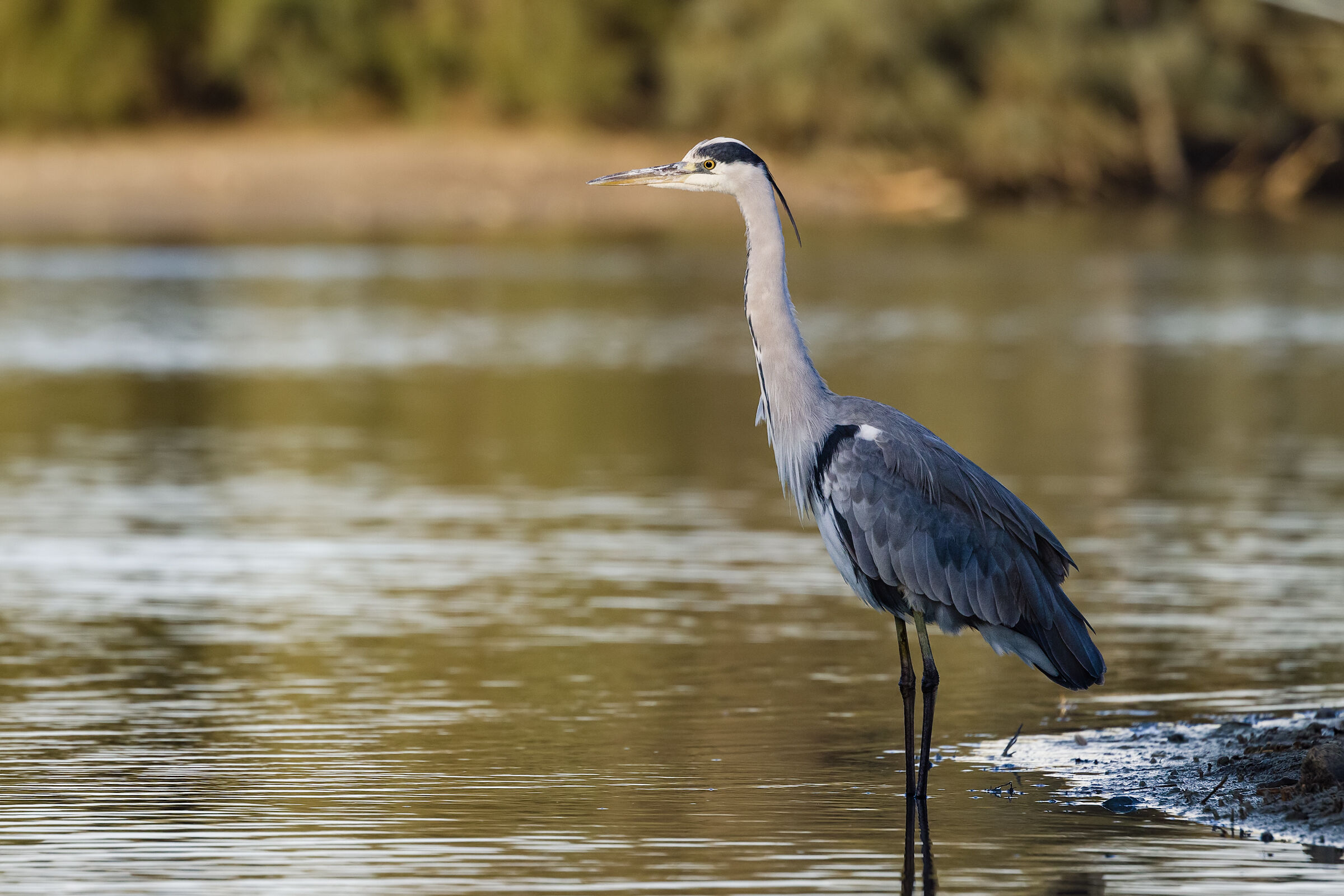 Grey heron n.2