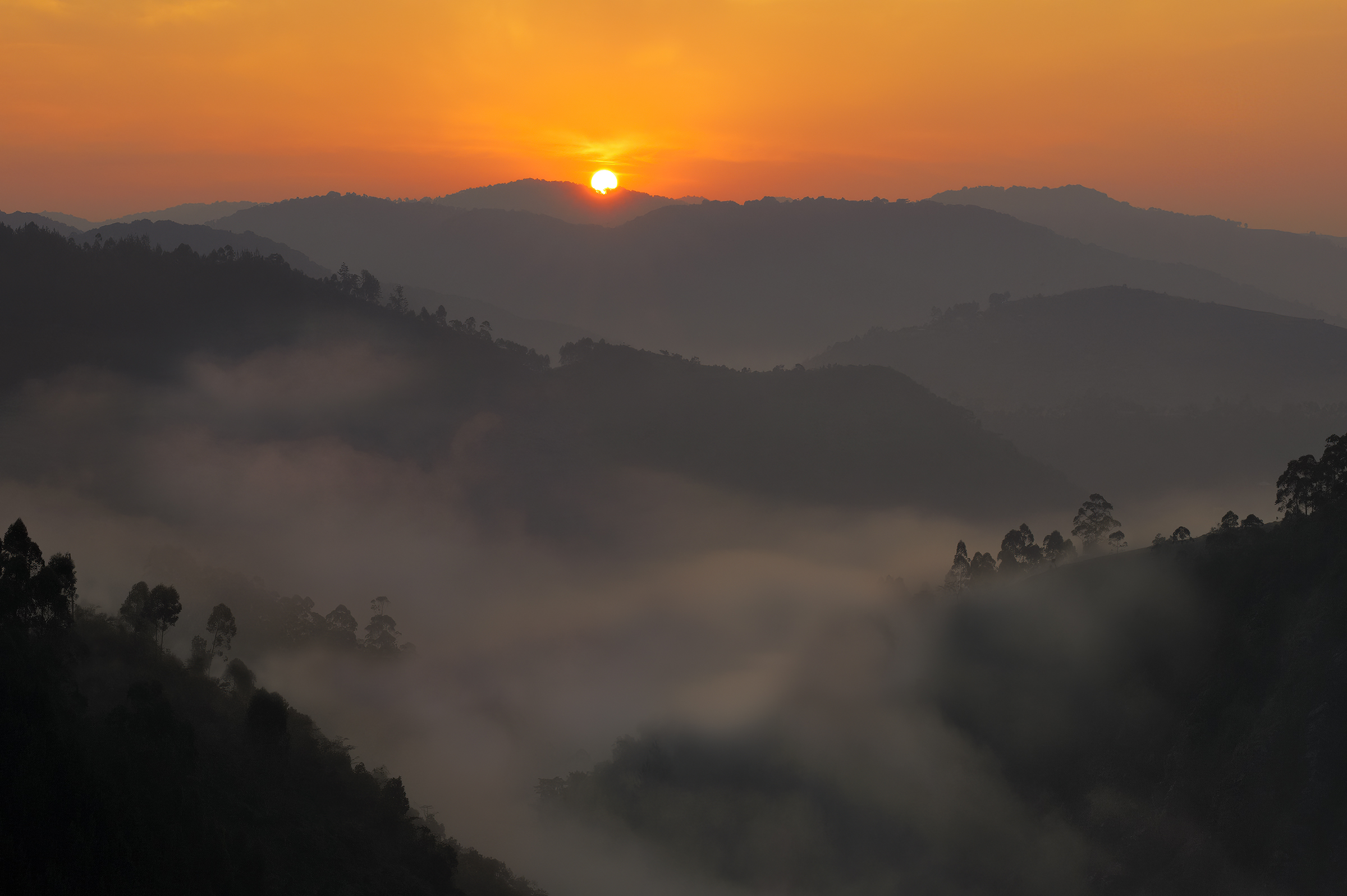 Gorillas in the Mist
