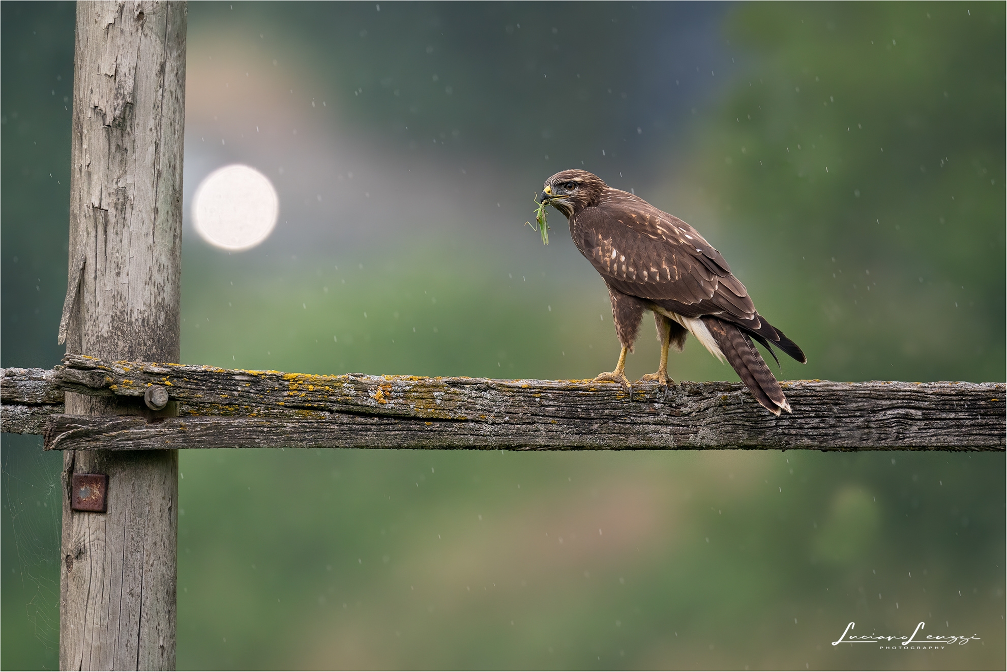The Buzzard in the spot of light