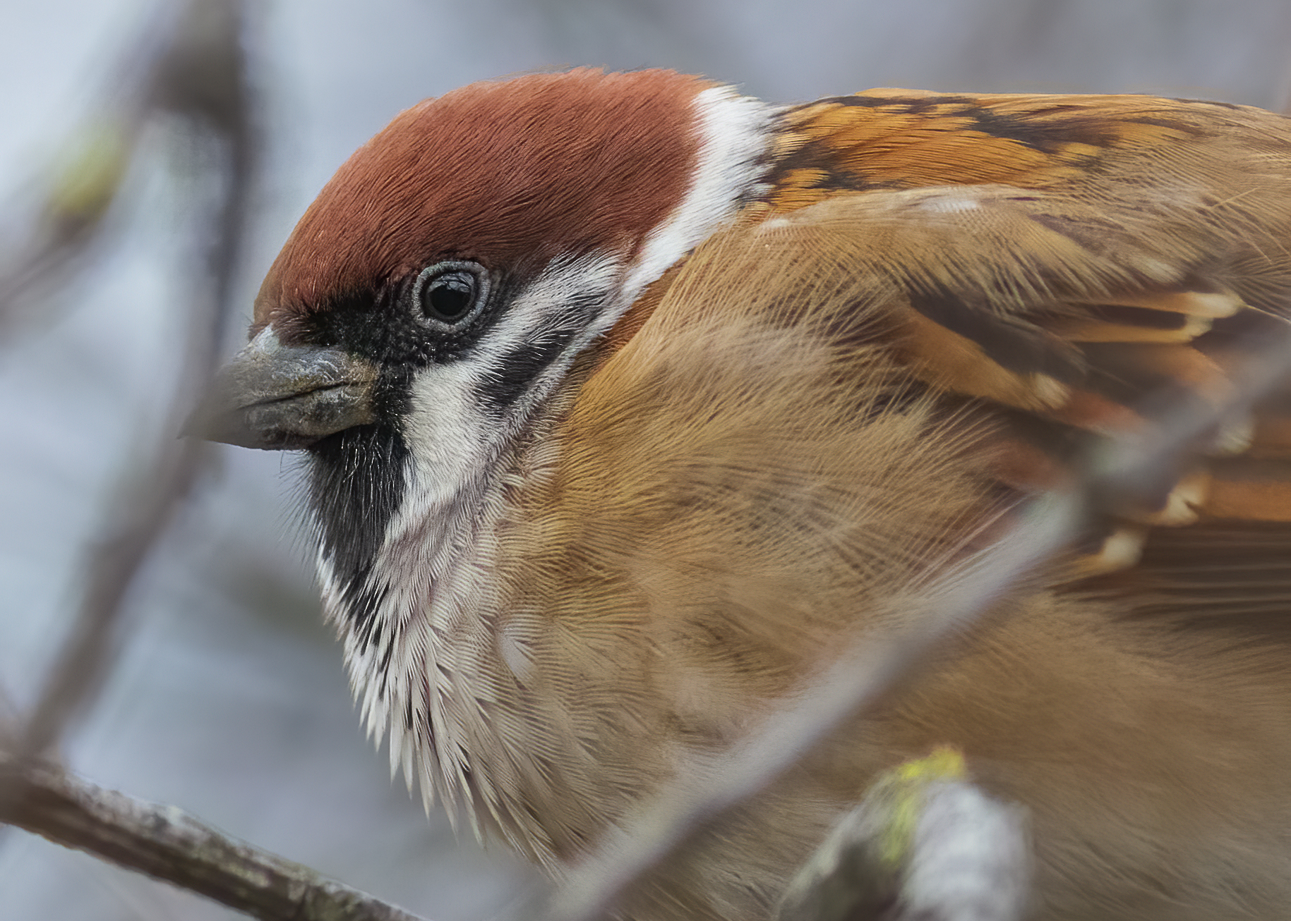 Pronti per l'inverno
