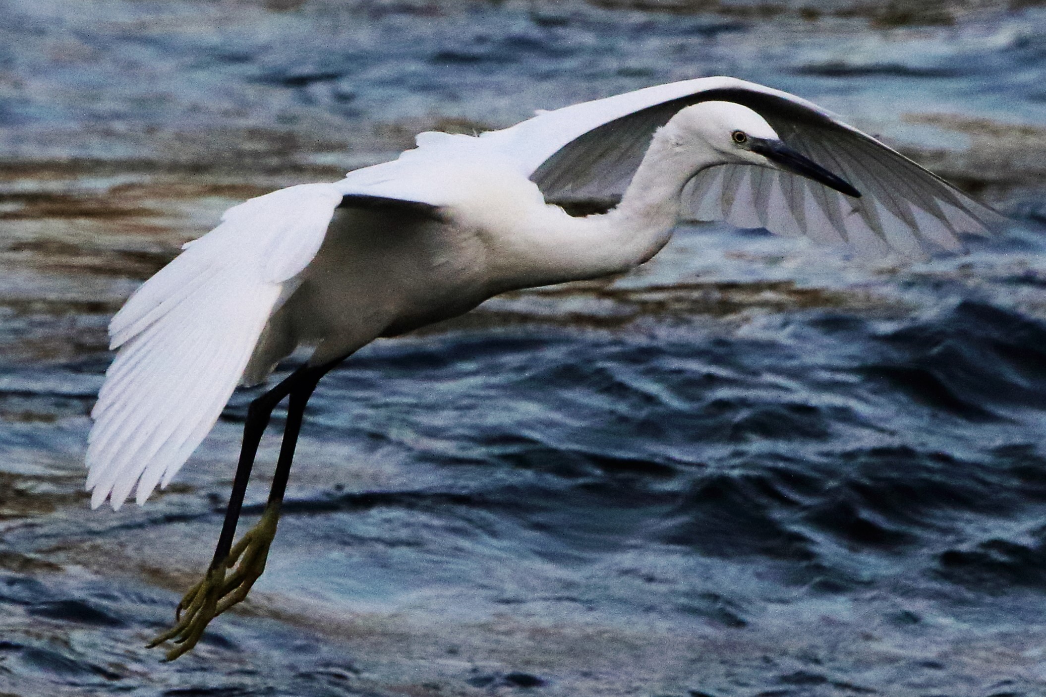 egret