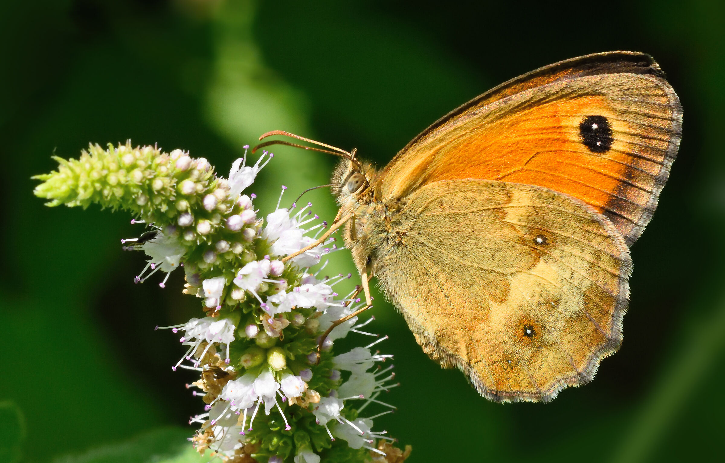 Pironia tithonus