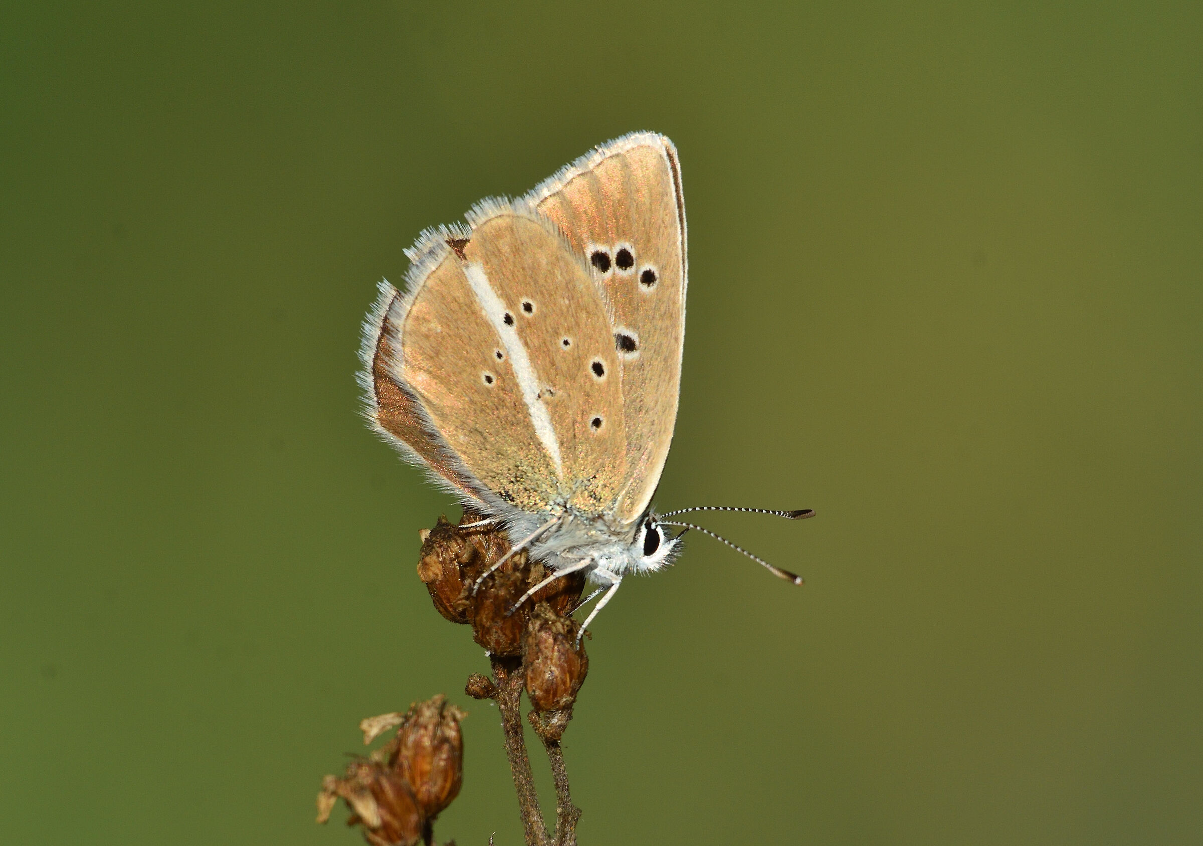 Polyommatus humedasae