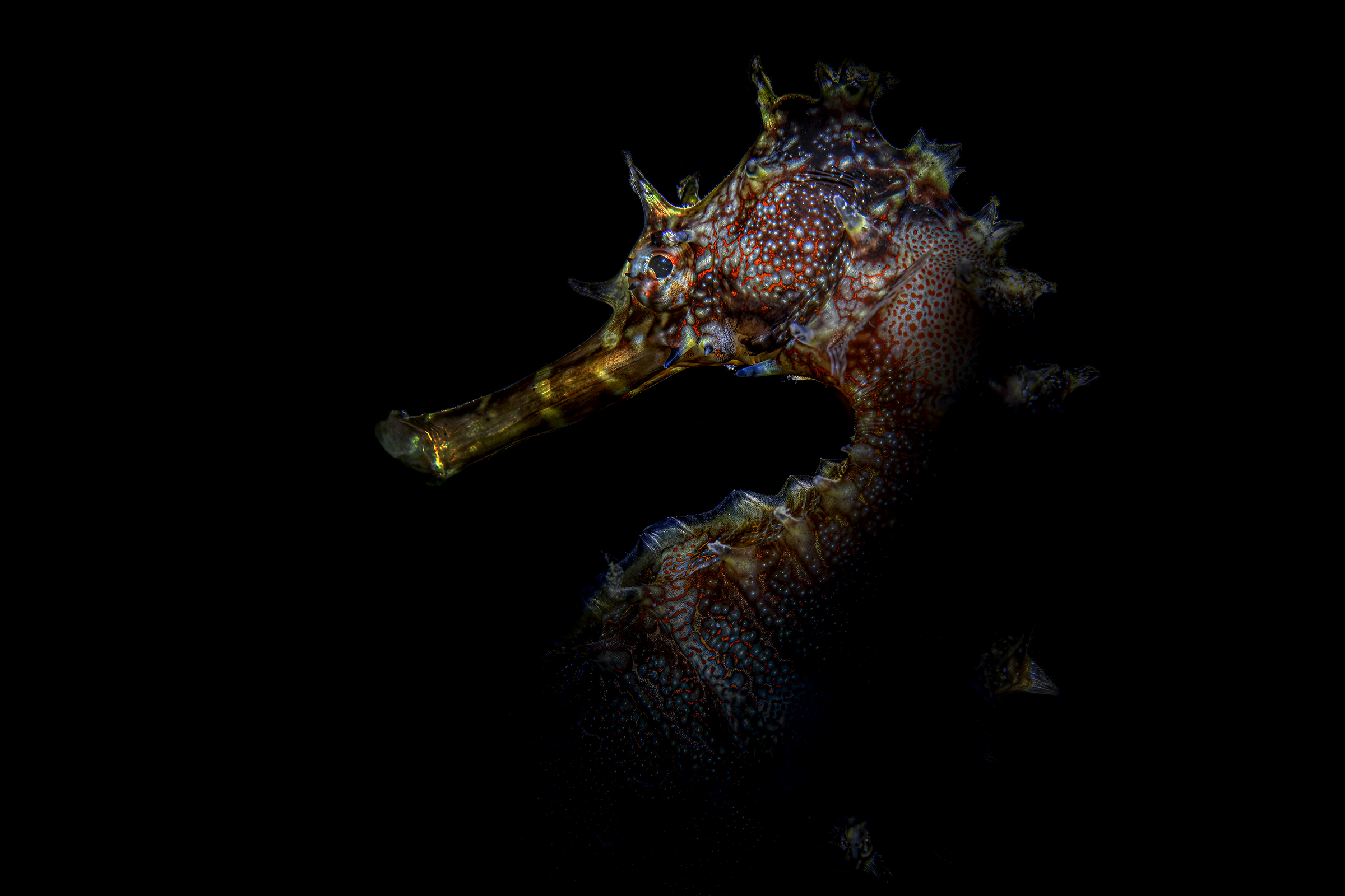 portrait seahorse porcupine