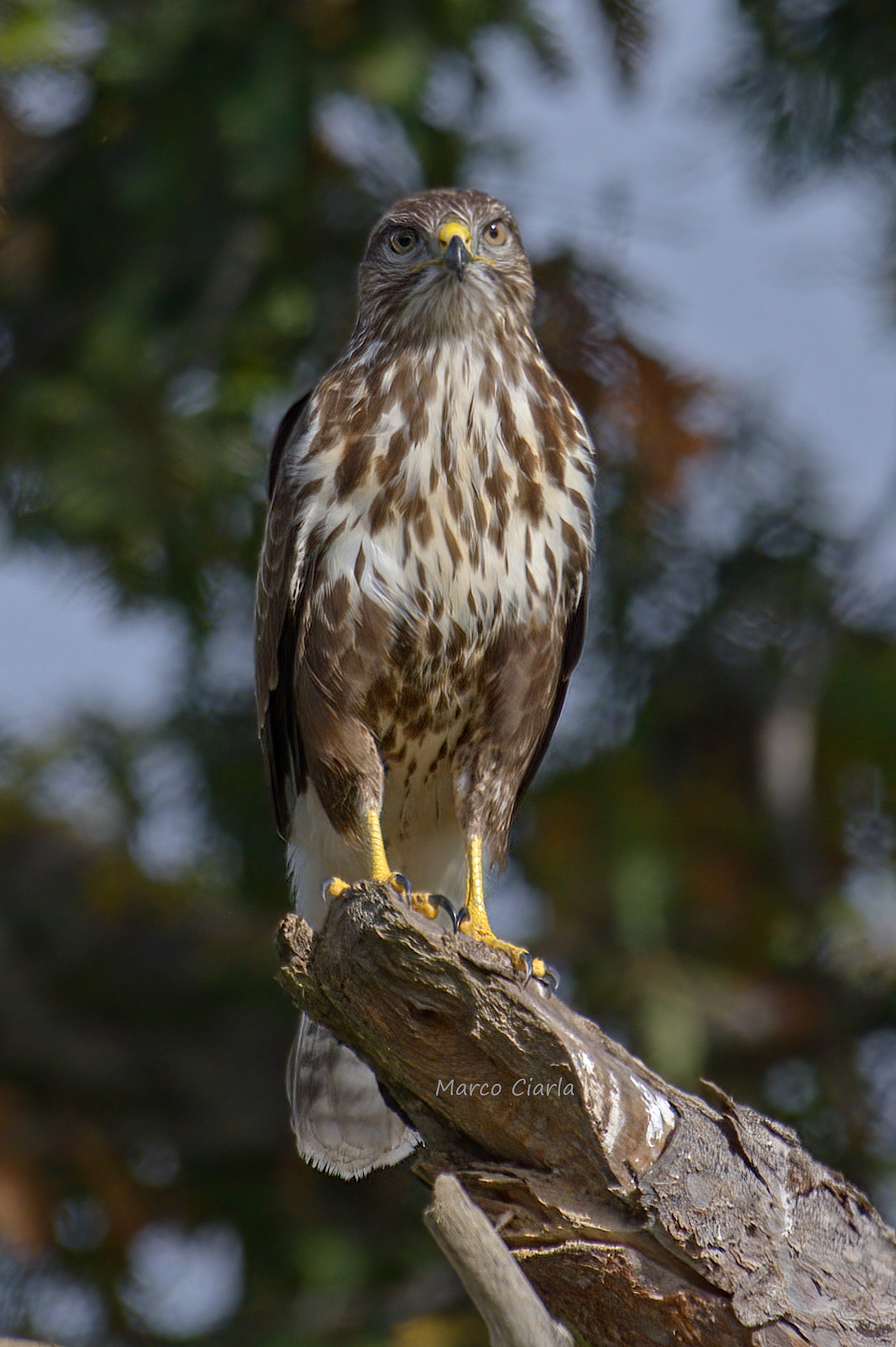 Buzzard (Buteo buteo )