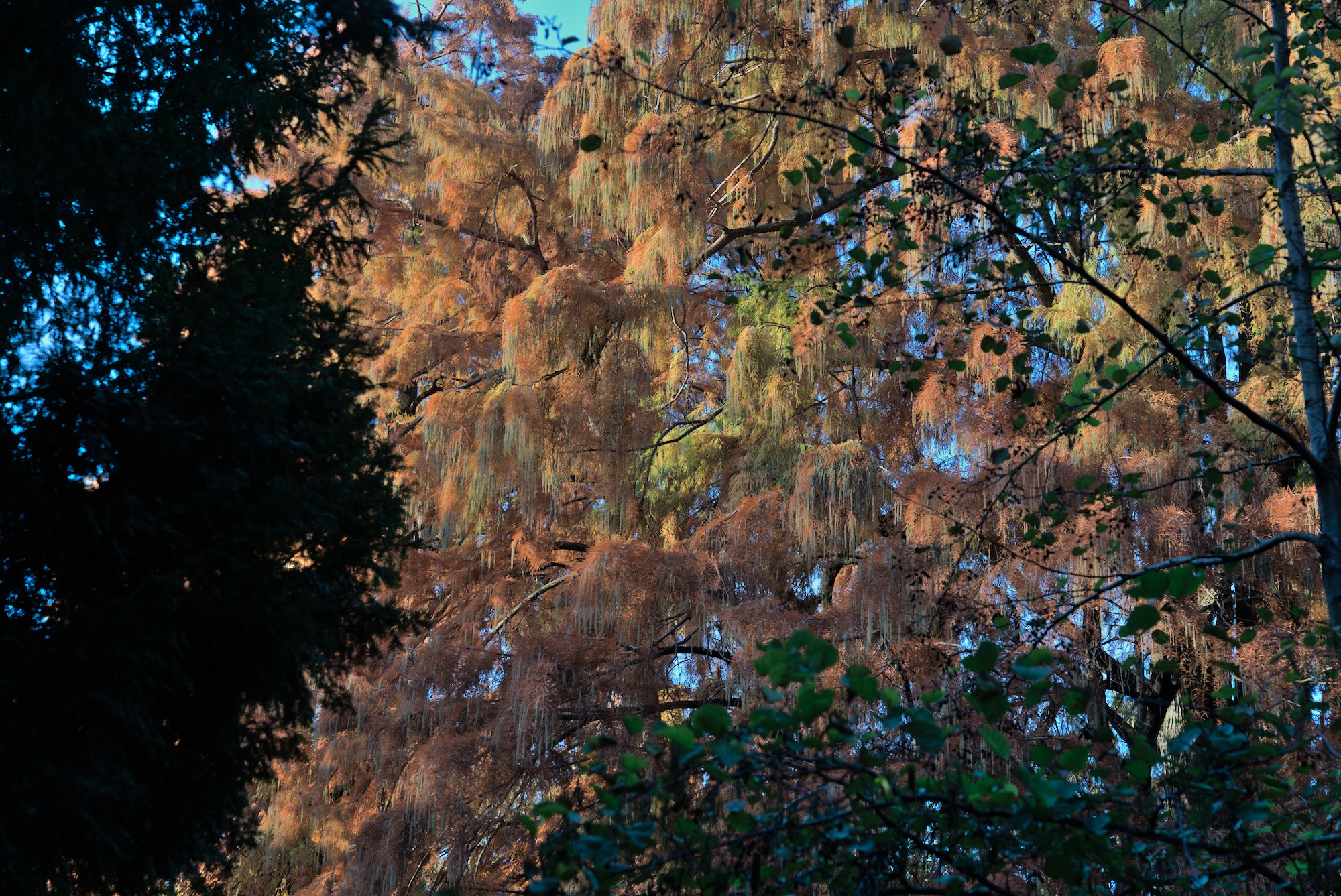 Pta Venezia_2 Gardens