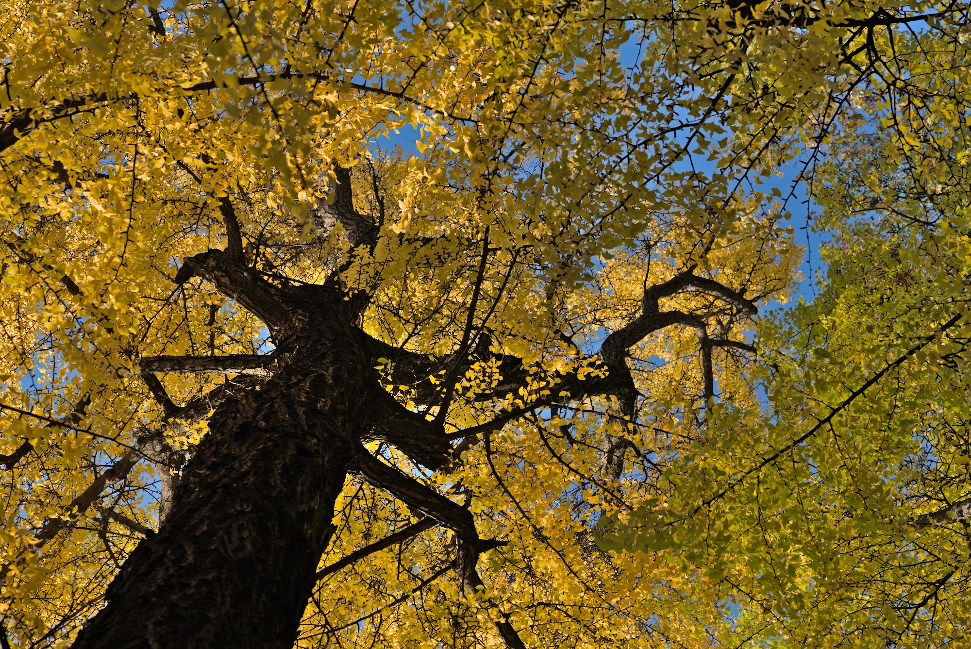 Pta Venezia_1 Gardens