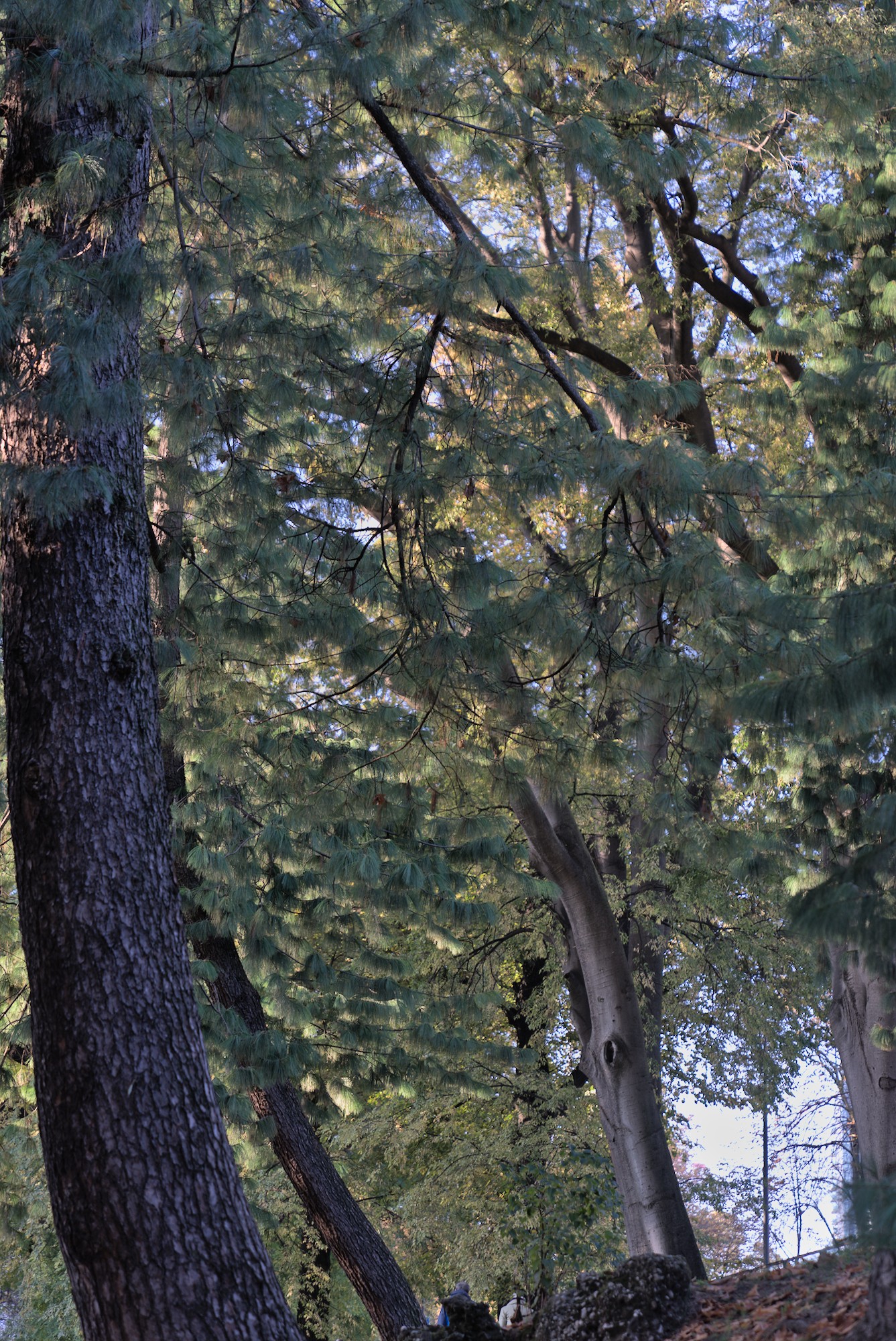 Pta Venezia_2 Gardens