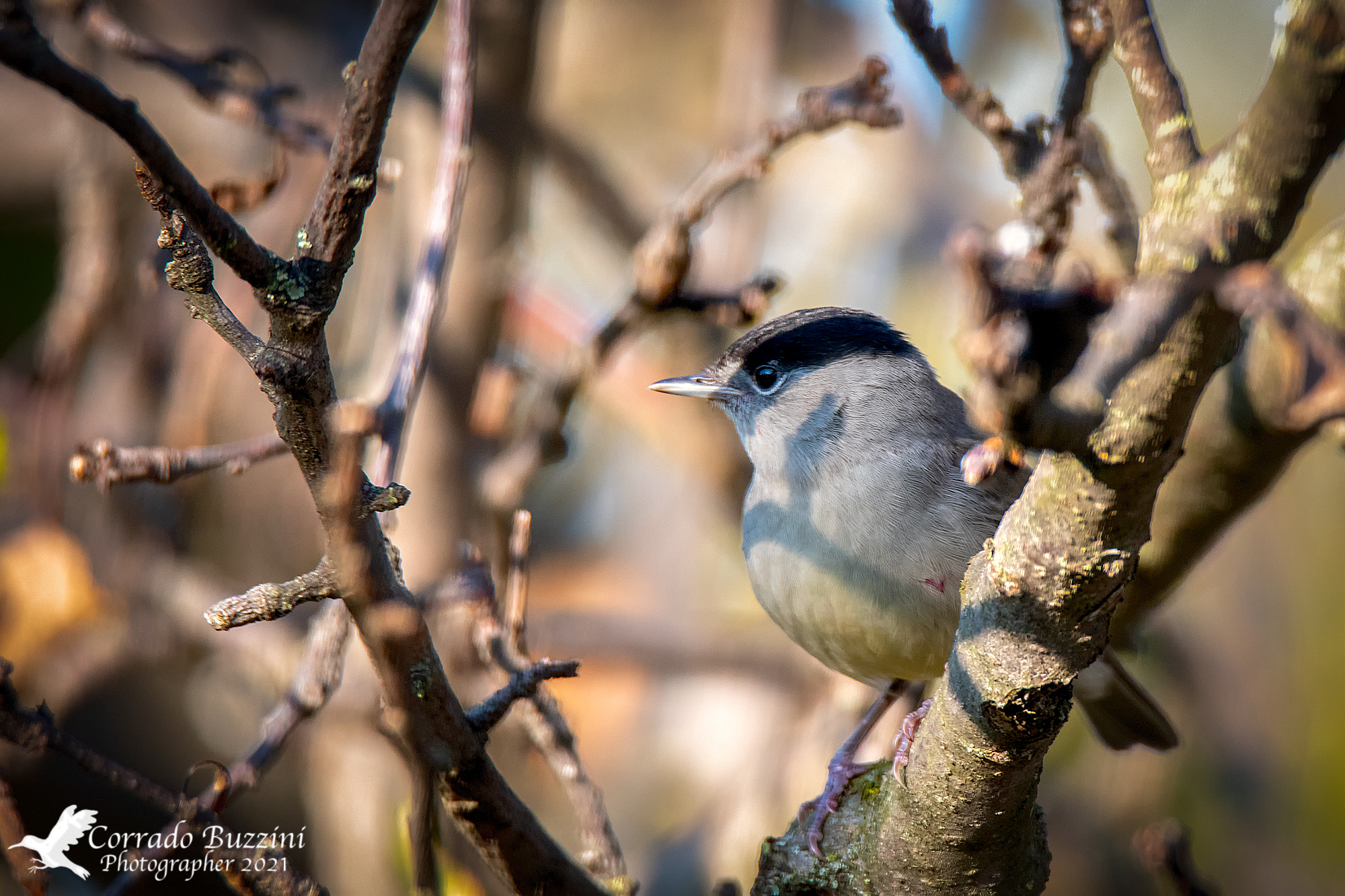 Blackcap