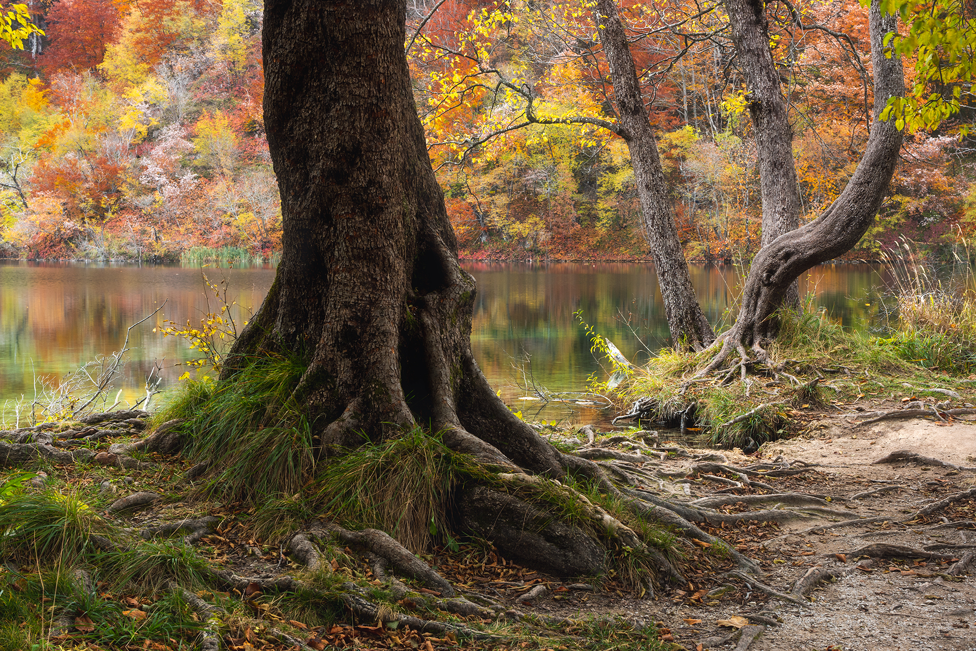 Alberi in riva al lago