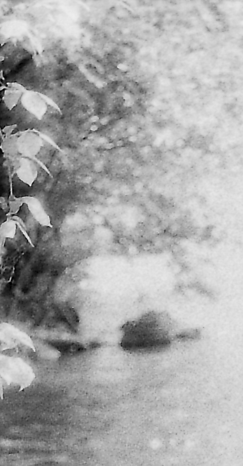 Ramo sul fiume - Washi film