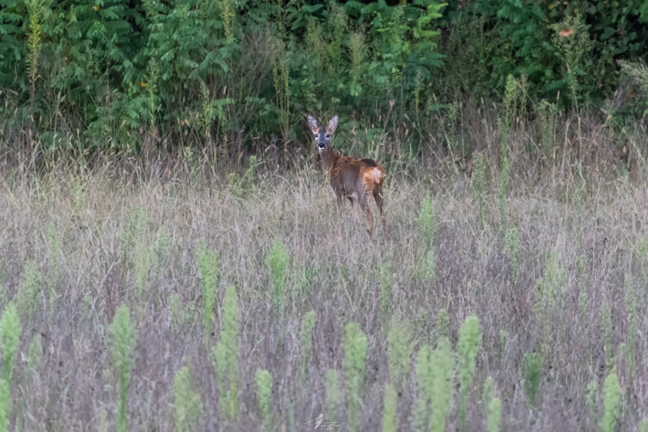 Capriolo (Caproleus Caproleus - L.)