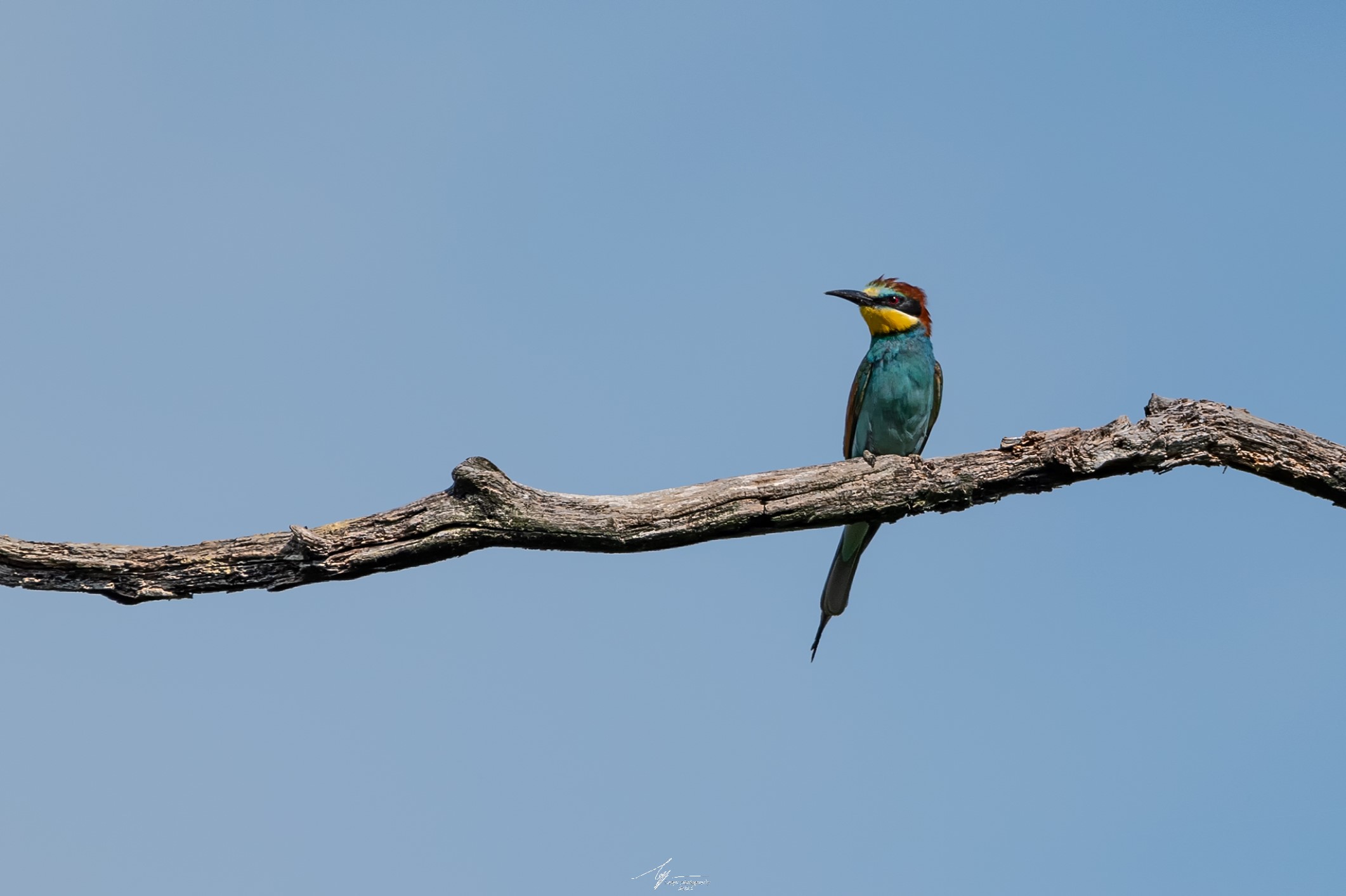 Gruccione (Merops Apiaster - L.)