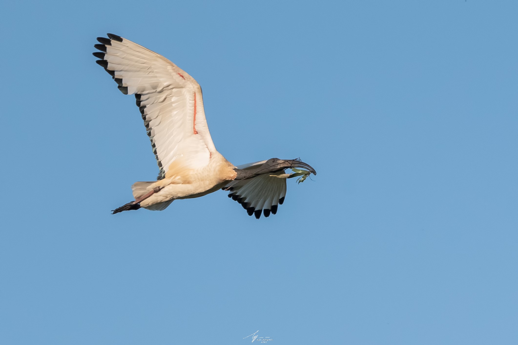 Ibis Sacro Africano in volo (Threskiornis Aethiopicus)