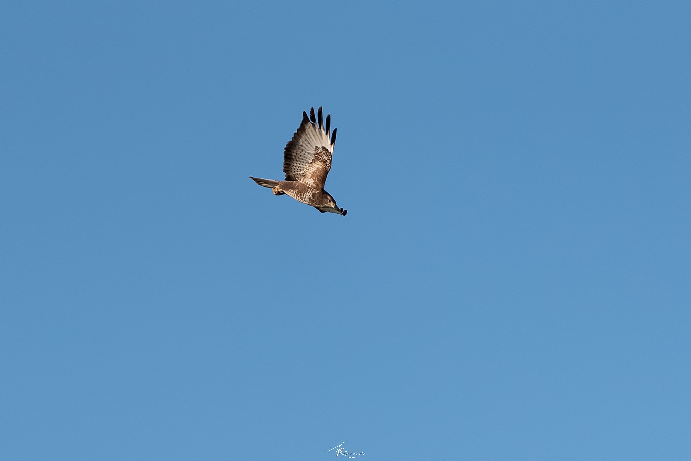Poiana comune in picchiata (Buteo Buteo - L.)