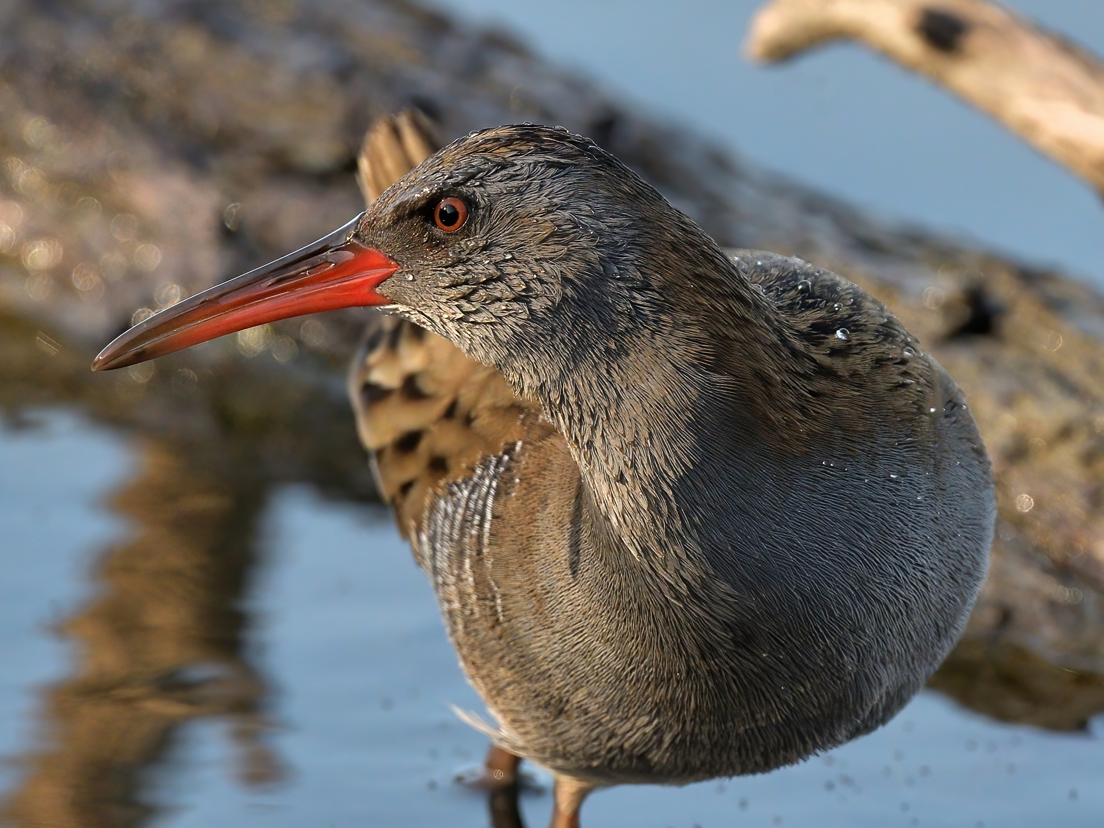 Pigsty (Rallus aquaticus)