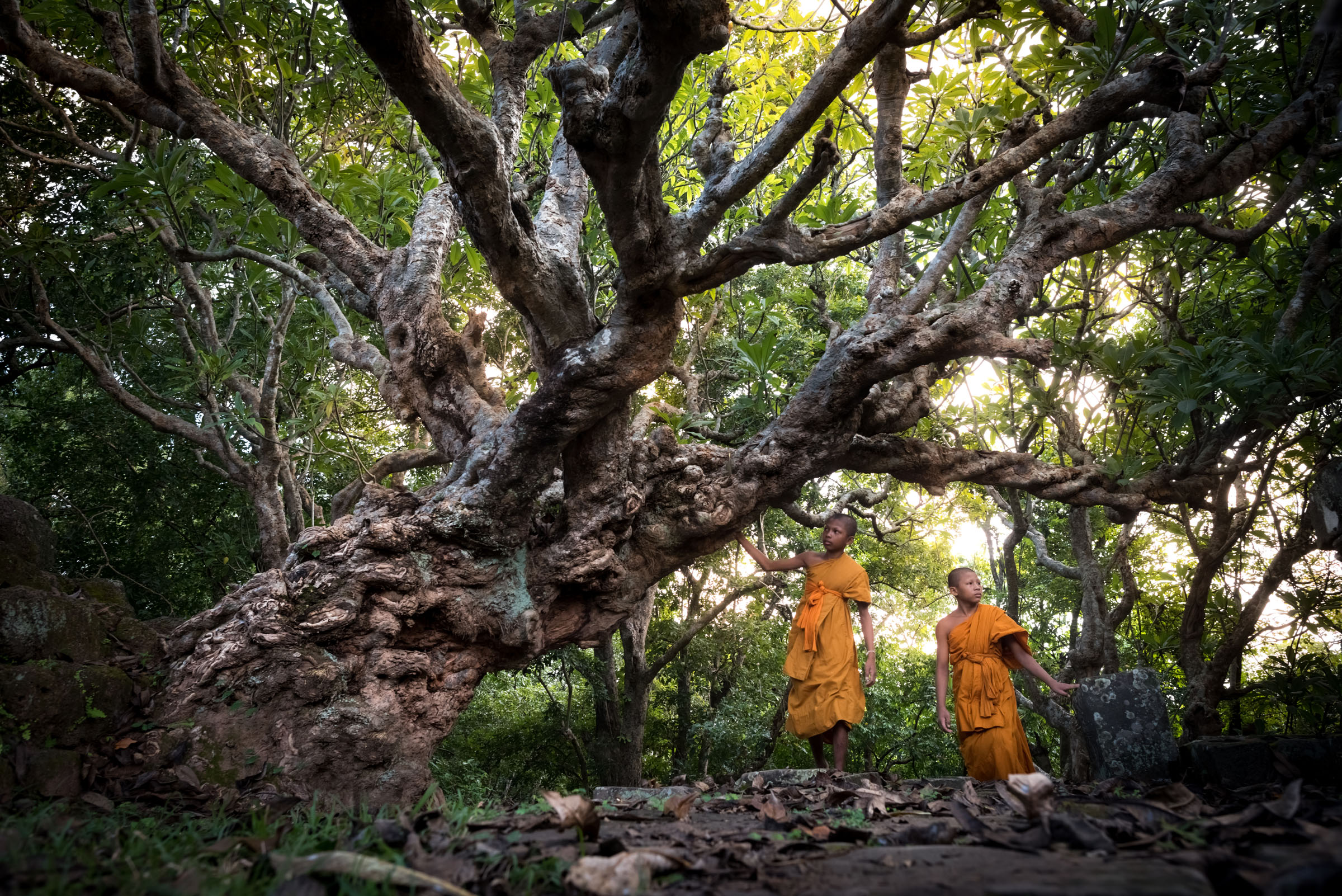 Young Monks, Cambodia