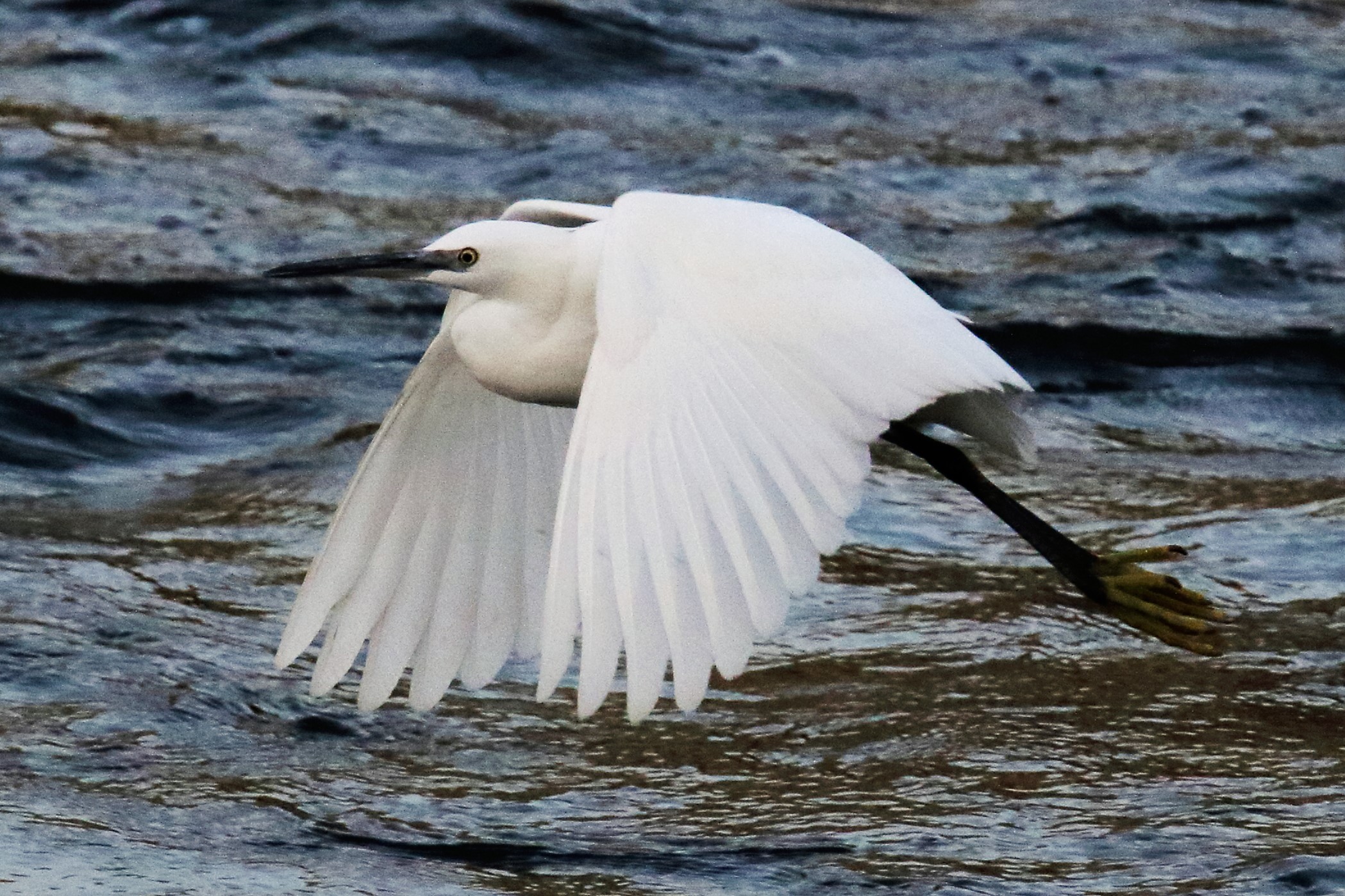 egret
