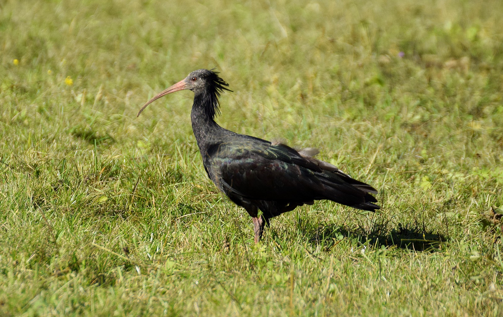 ibis eremita