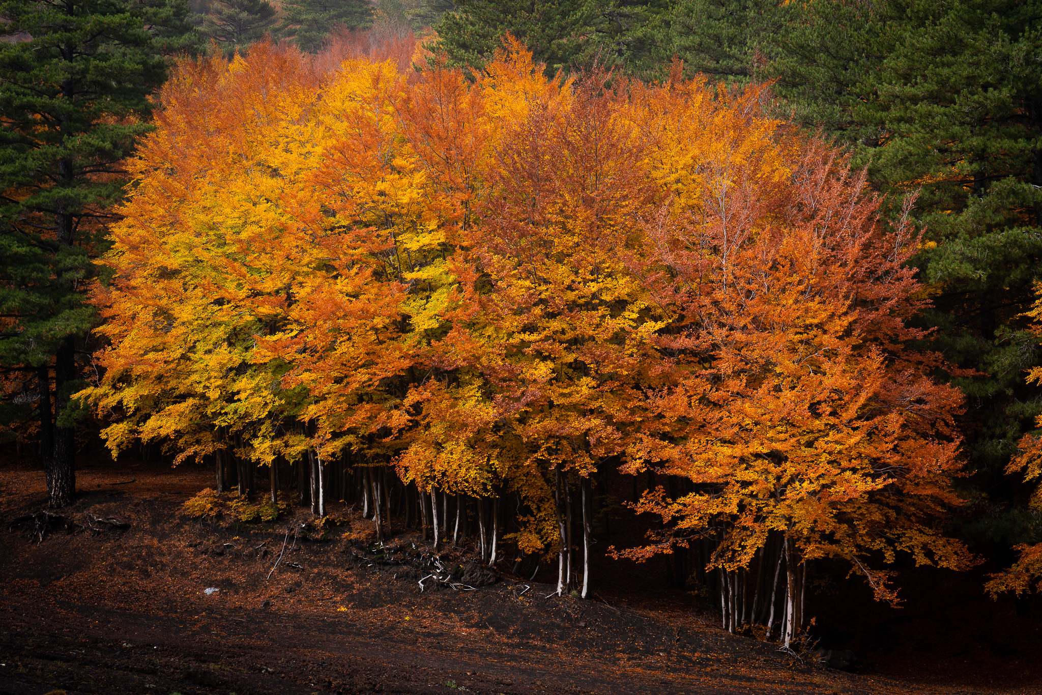 I colori dell'autunno