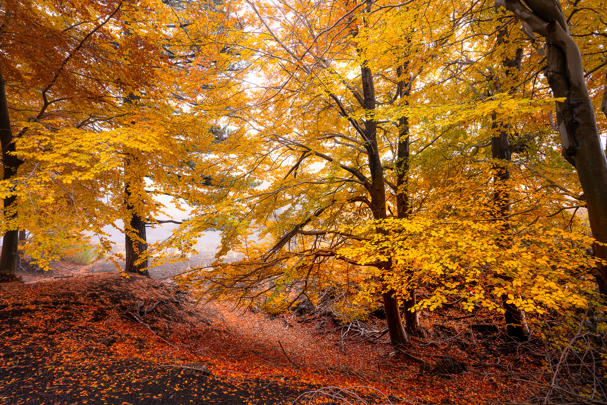 I colori dell'autunno sull'Etna