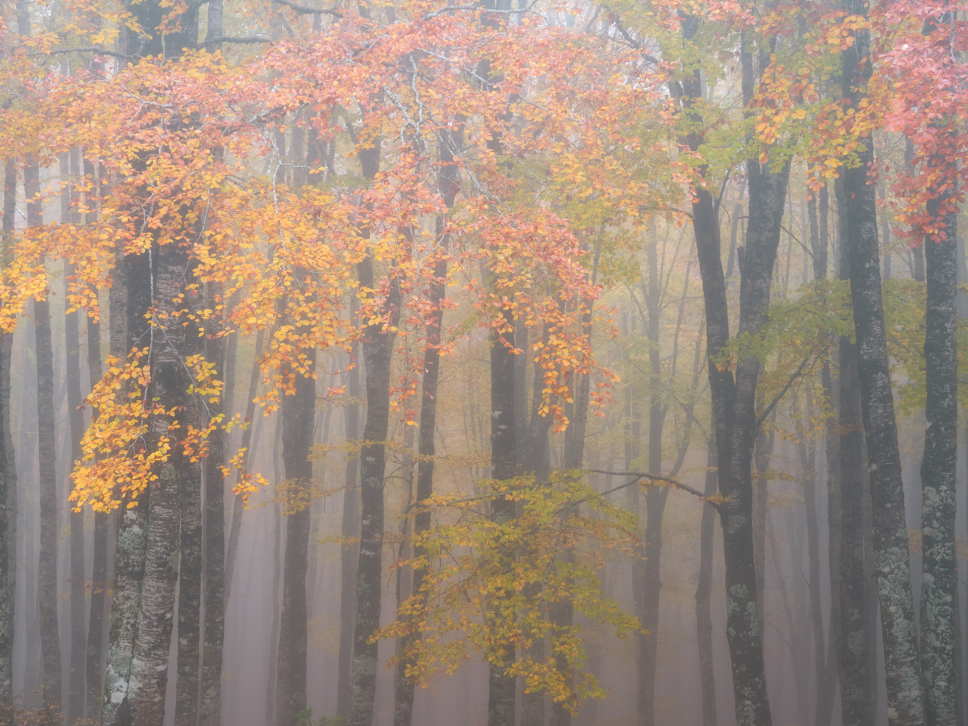 Inhabitants of the wood